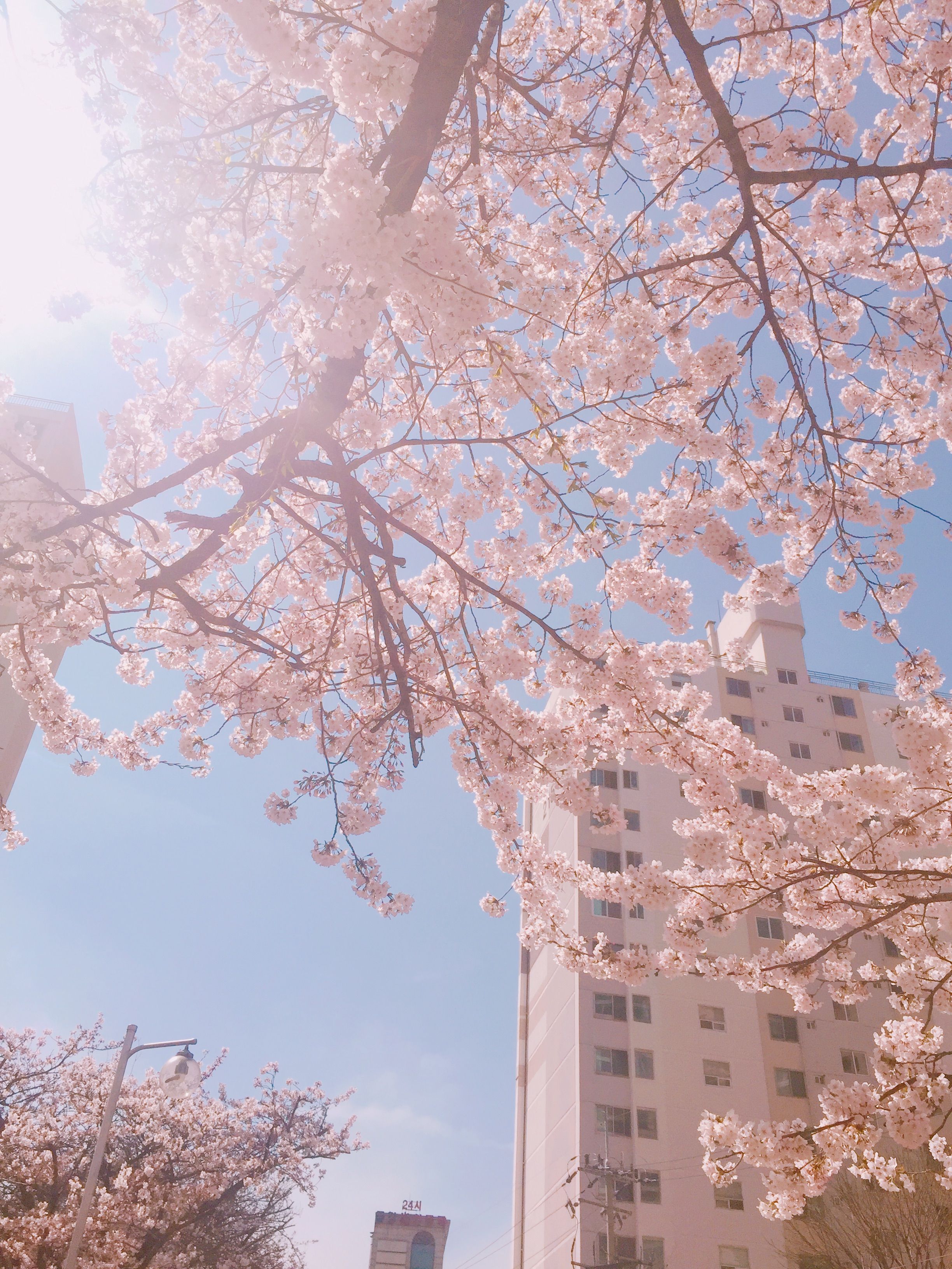 A view of a white building with cherry blossoms in the foreground. - Cherry blossom