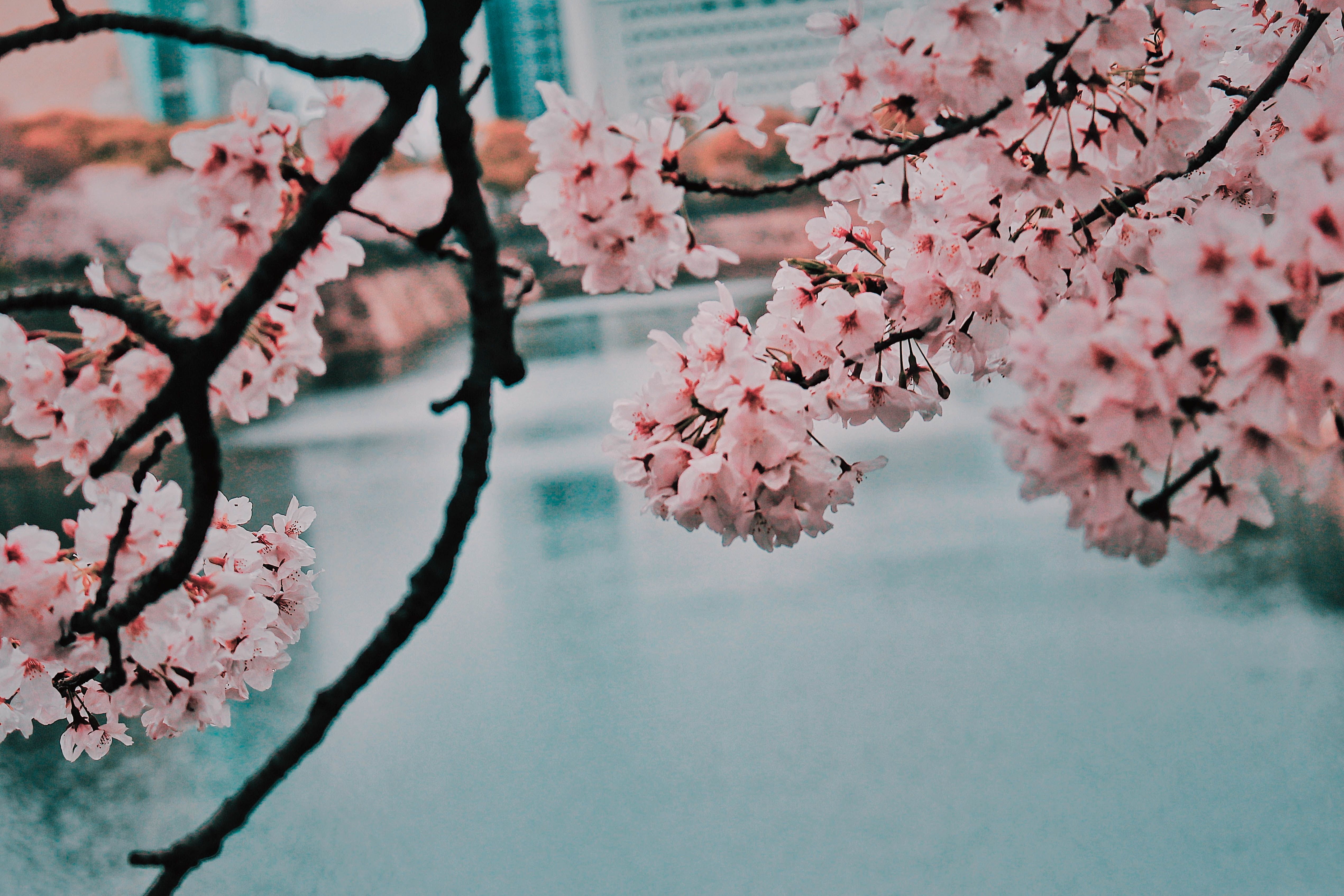 Cherry Blossom Aesthetic Wallpapers 220 Images 