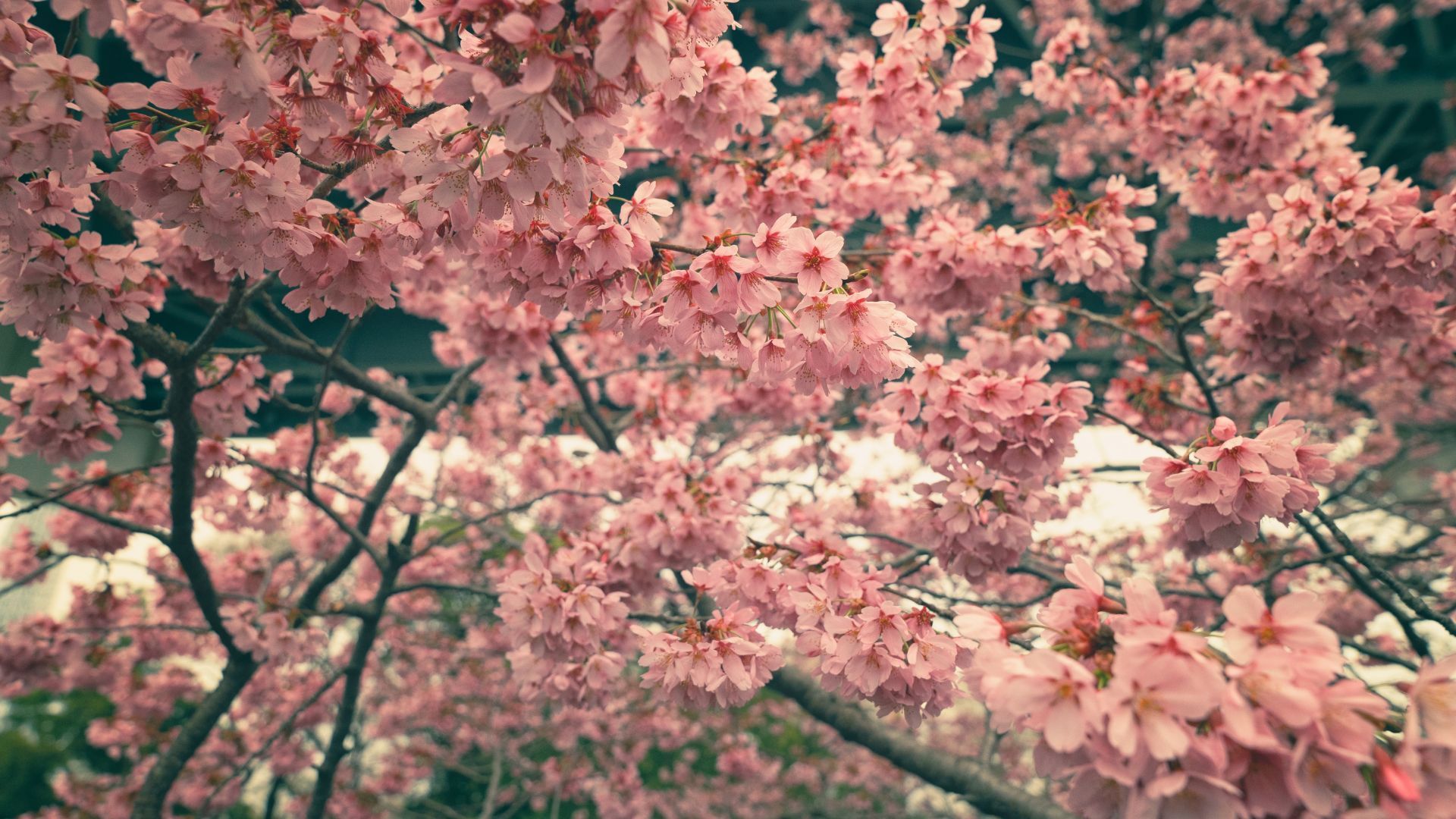 In Pics: Blooming Cherry Blossoms Around The World In 2023