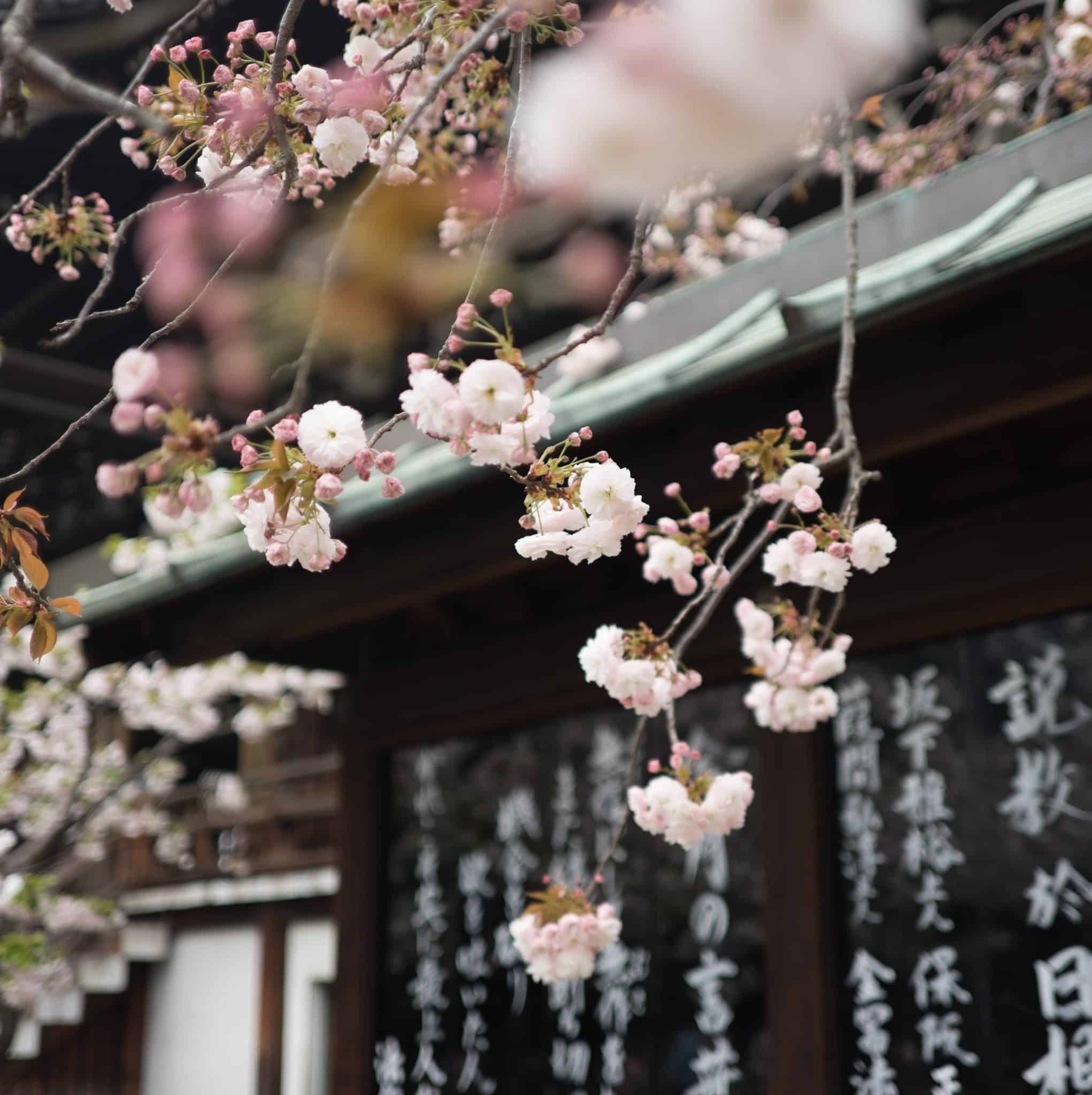 Is there a connection between Ikigai and the Japanese blossom?