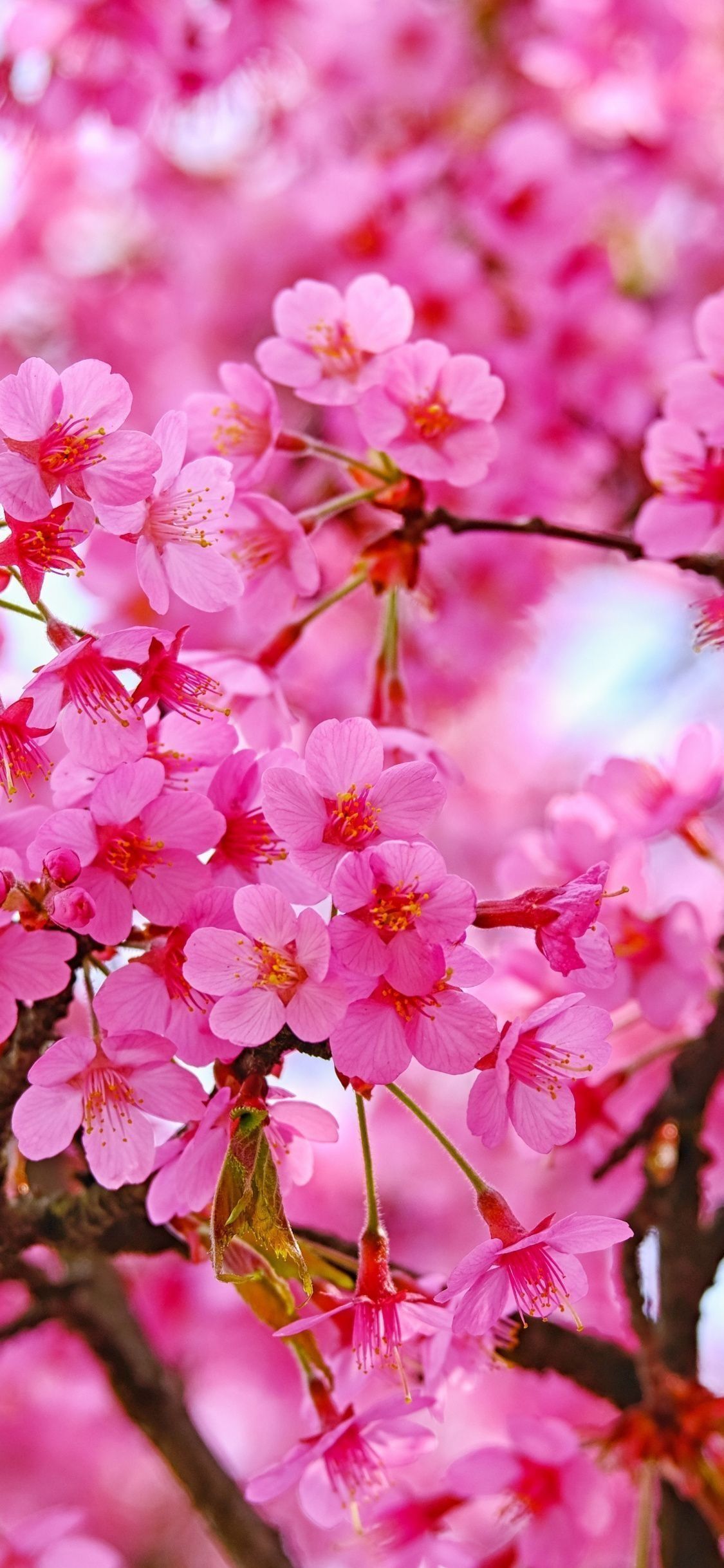 A close up of a tree with pink flowers. - Cherry blossom