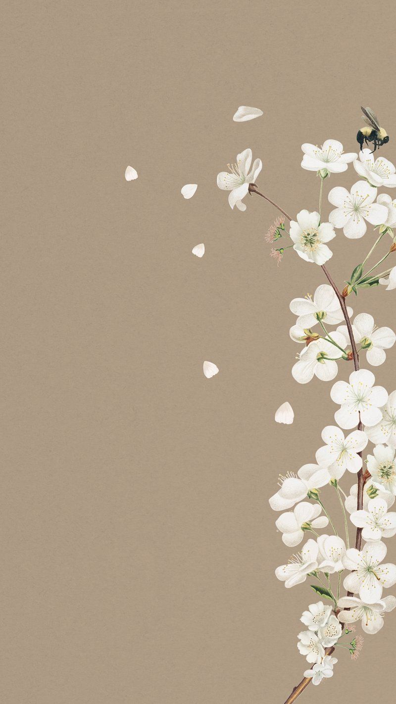 Vertical background with a branch of white flowers - Cherry blossom