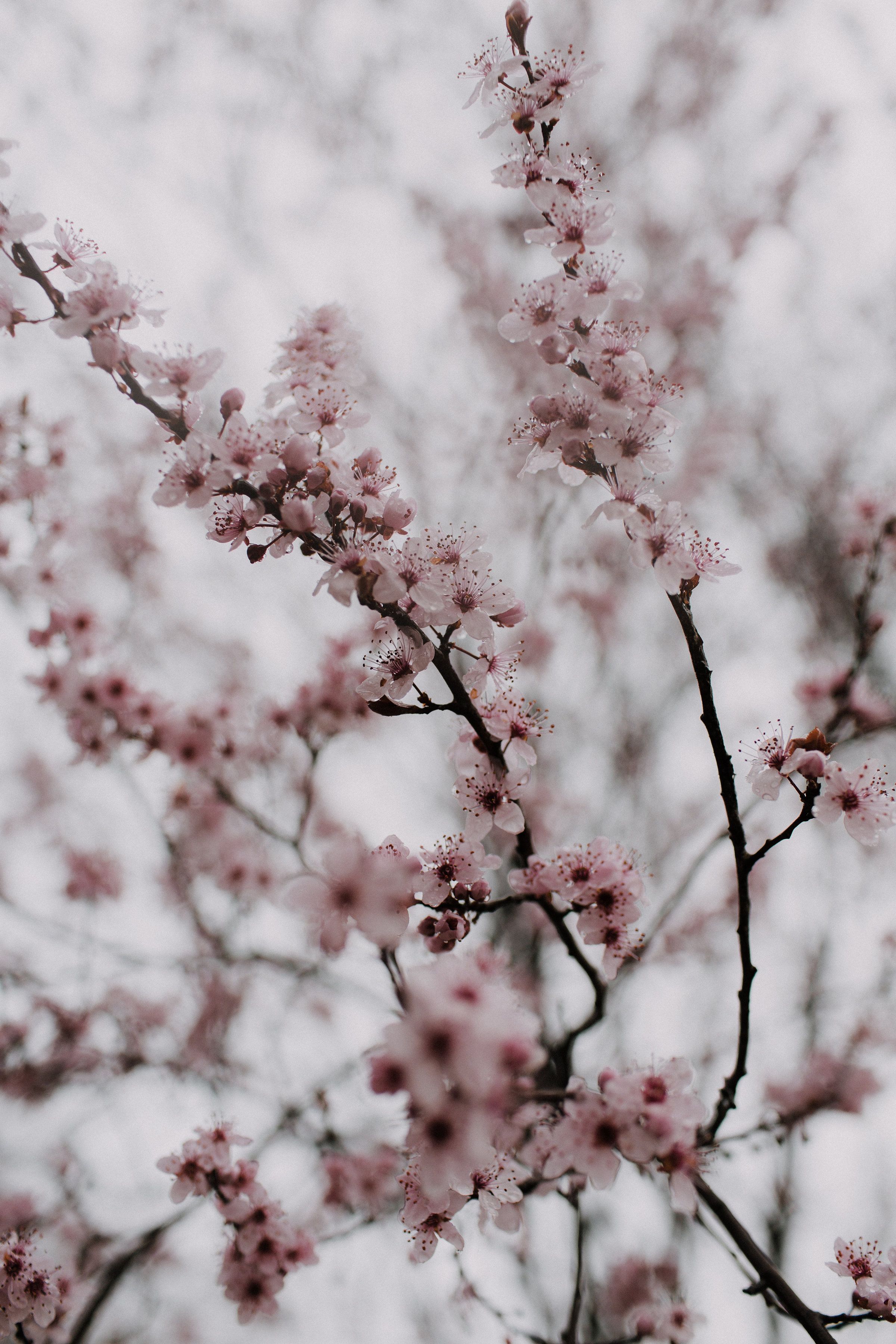 A branch of a tree with pink flowers. - Cherry blossom