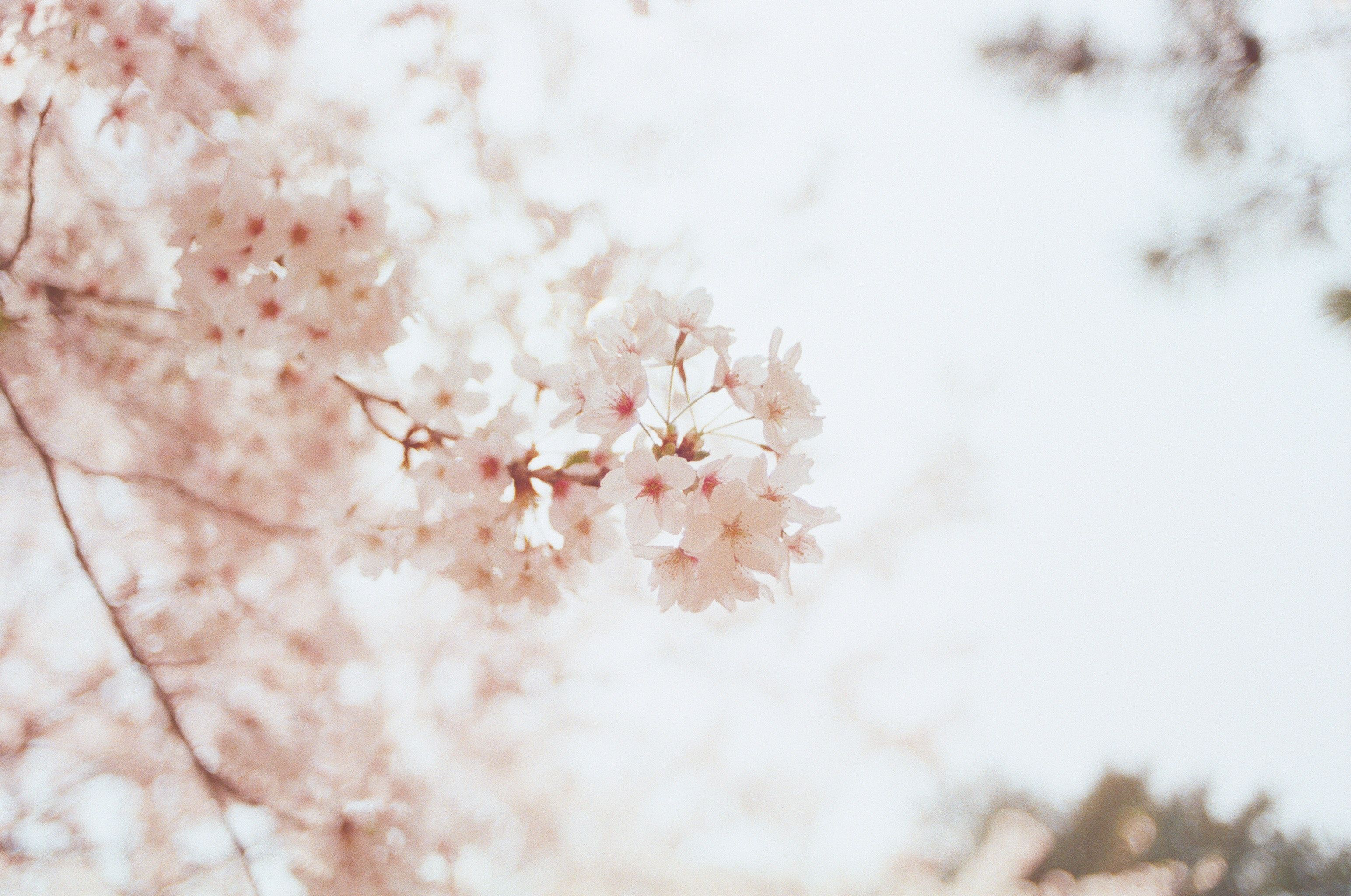 A branch of white cherry blossoms against a pale sky. - Cherry blossom