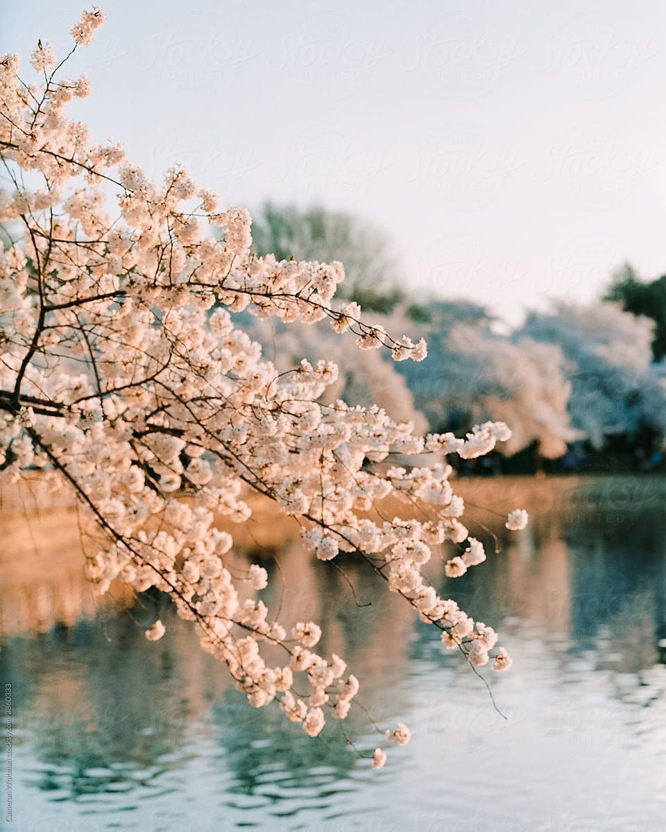 Cherry Blossoms Over Water by Stocksy Contributor CWP, LLC