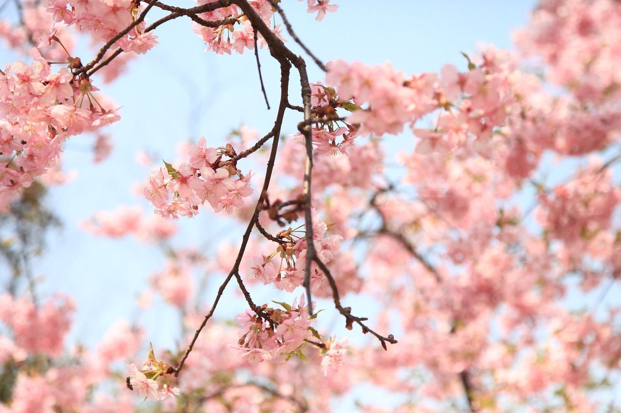 A tree with pink flowers in the foreground and a blue sky in the background. - Cherry blossom