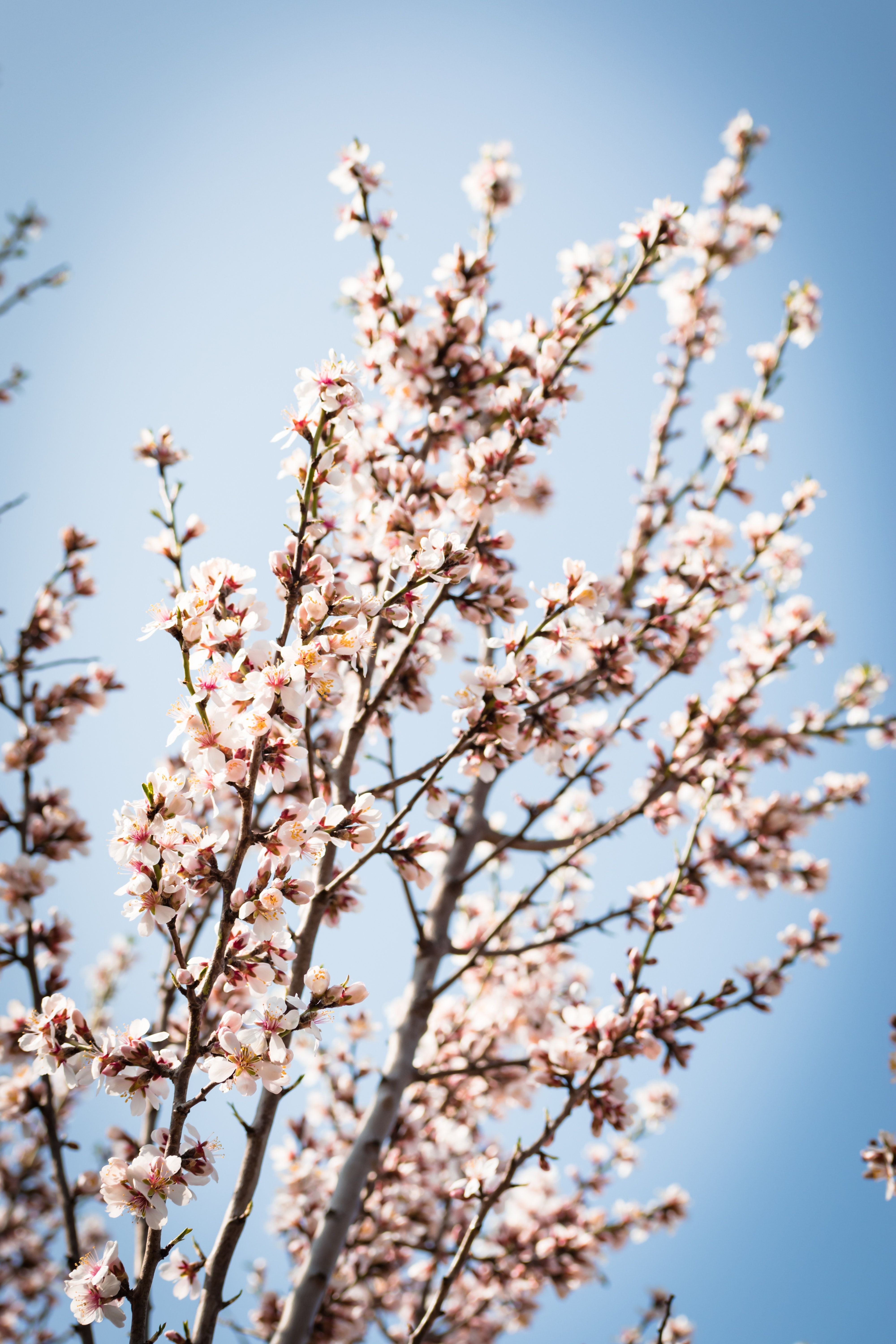 White Cherry Blossom Under Blue Sky · Free