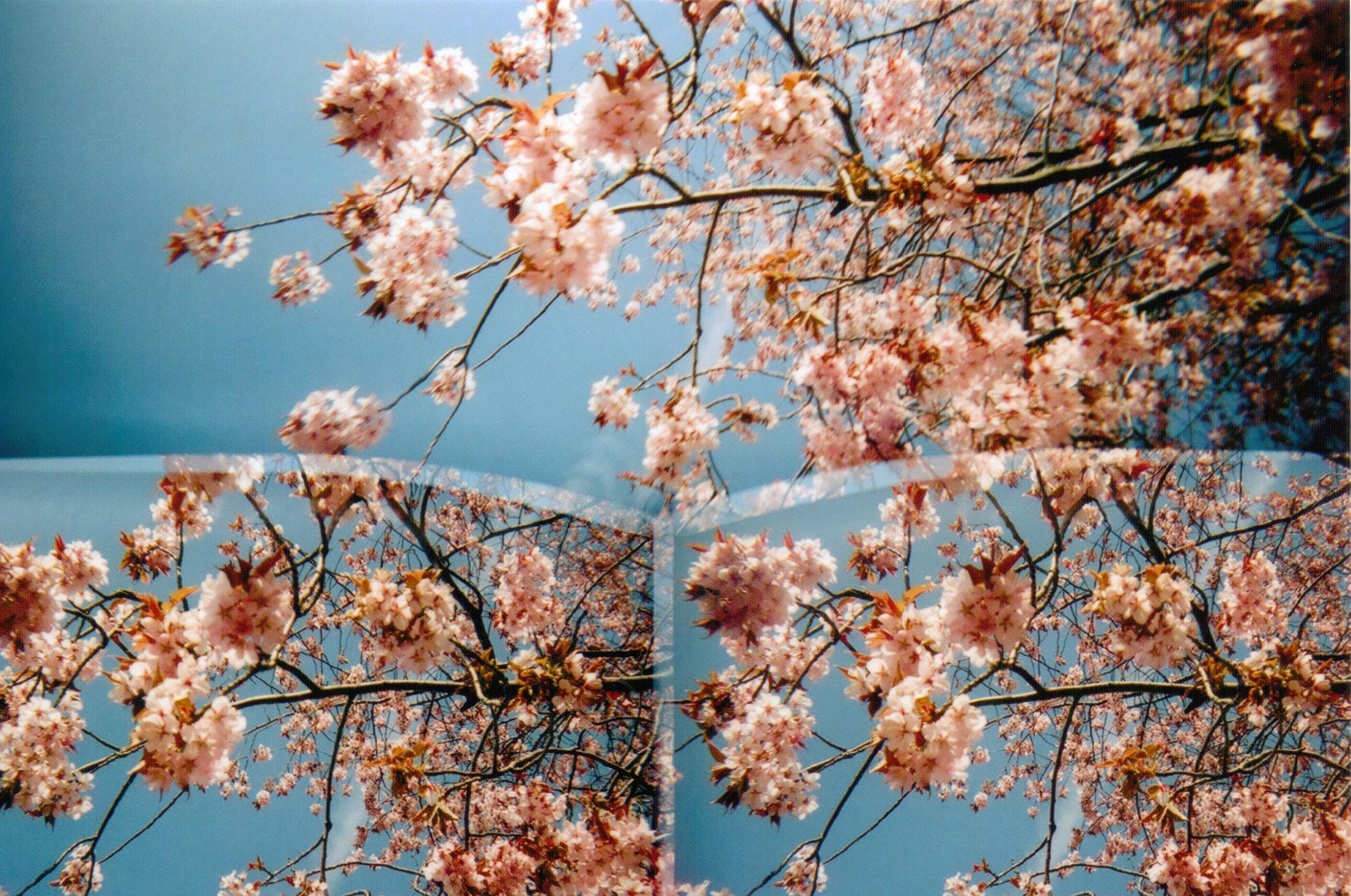 A photograph of a blooming tree against a blue sky - Cherry blossom