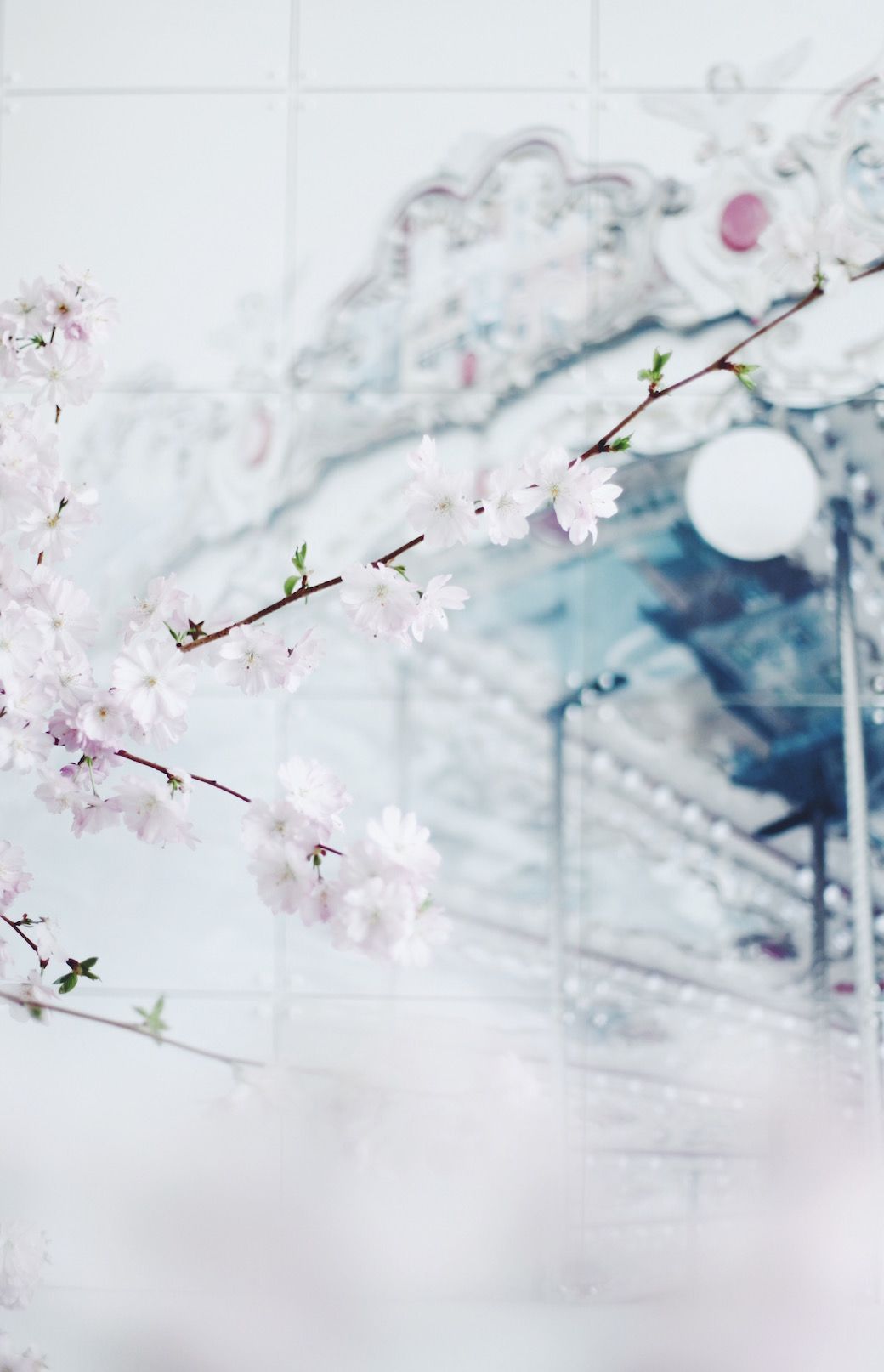 A branch of cherry blossoms in front of a mirror - Cherry blossom