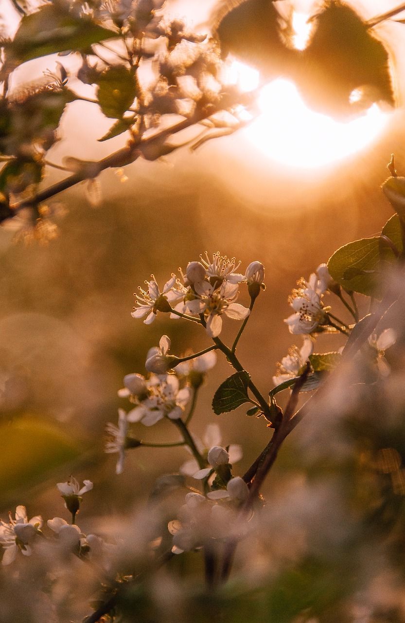 A beautiful sunset behind a tree with white flowers. - Cherry blossom