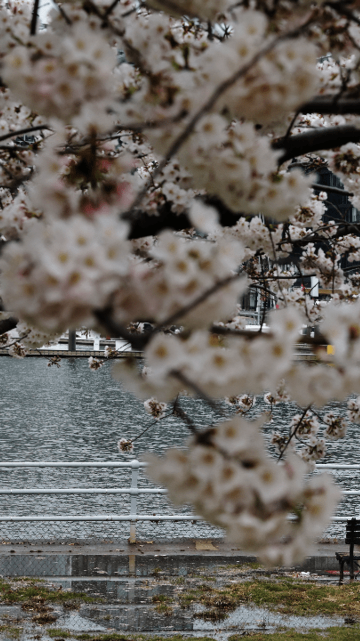 A branch of cherry blossoms in bloom, with a river and a bridge in the background. - Cherry blossom