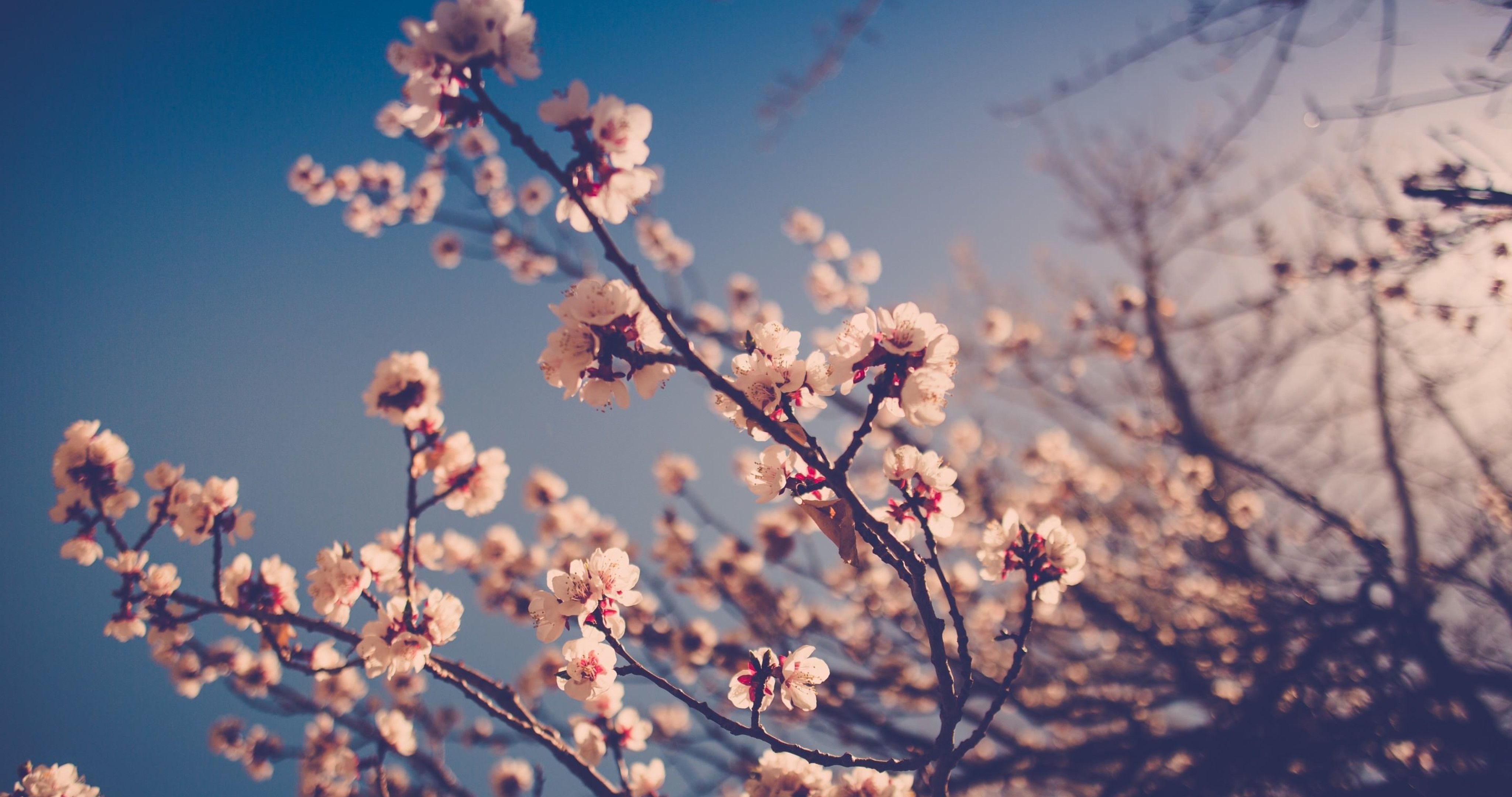 A branch of a tree with white flowers - Cherry blossom