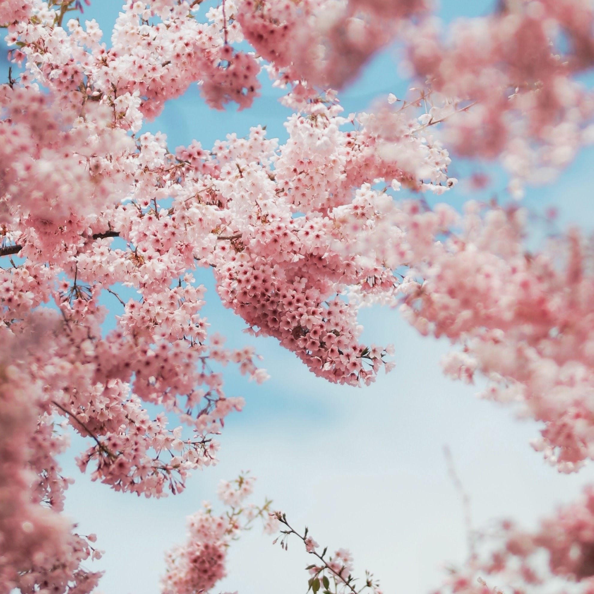 A photo of pink flowers on a tree against a blue sky. Aesthetic. - Cherry blossom