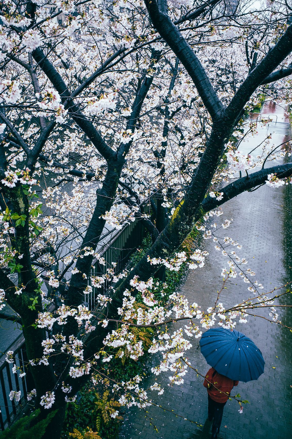 A person holding an umbrella walks under a blooming cherry blossom tree - Cherry blossom