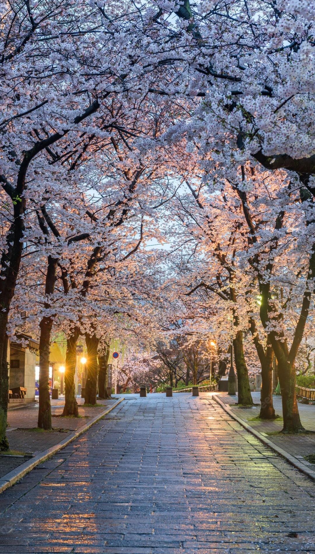 A path lined with cherry blossom trees - Cherry blossom