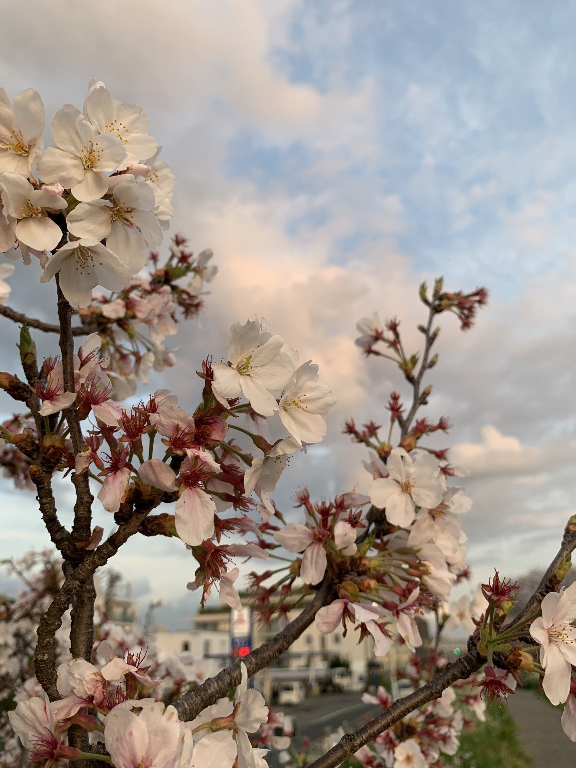 A branch of cherry blossoms in bloom, with a cloudy sky in the background. - Cherry blossom