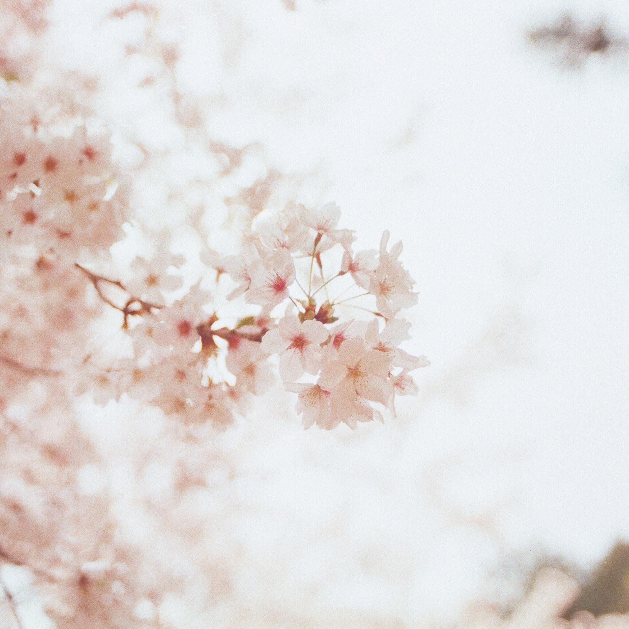 A close up of a branch of cherry blossoms - Cherry blossom