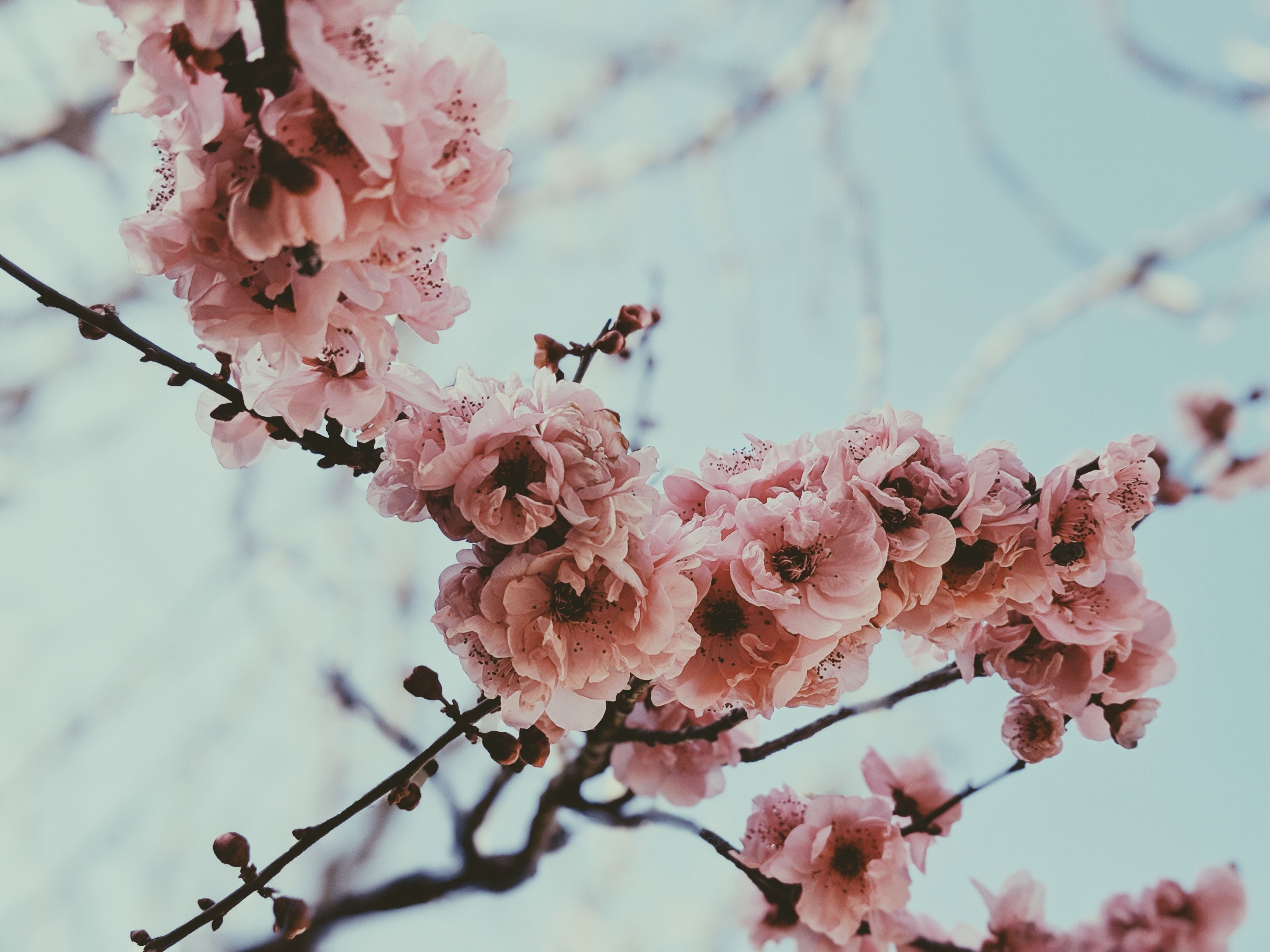 Pink flowers on a tree branch against a blue sky - Cherry blossom