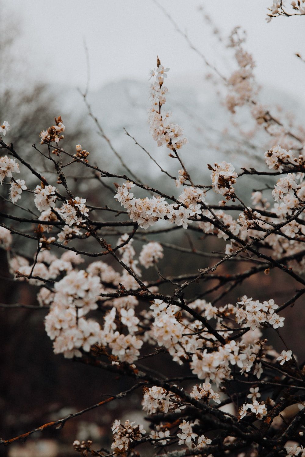 A close up of a tree branch with white flowers - Cherry blossom