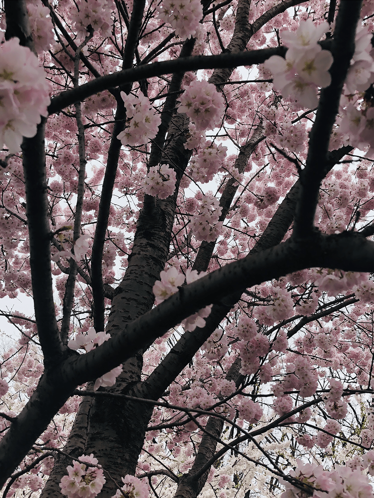 A tree with pink flowers and a gray trunk. - Cherry blossom