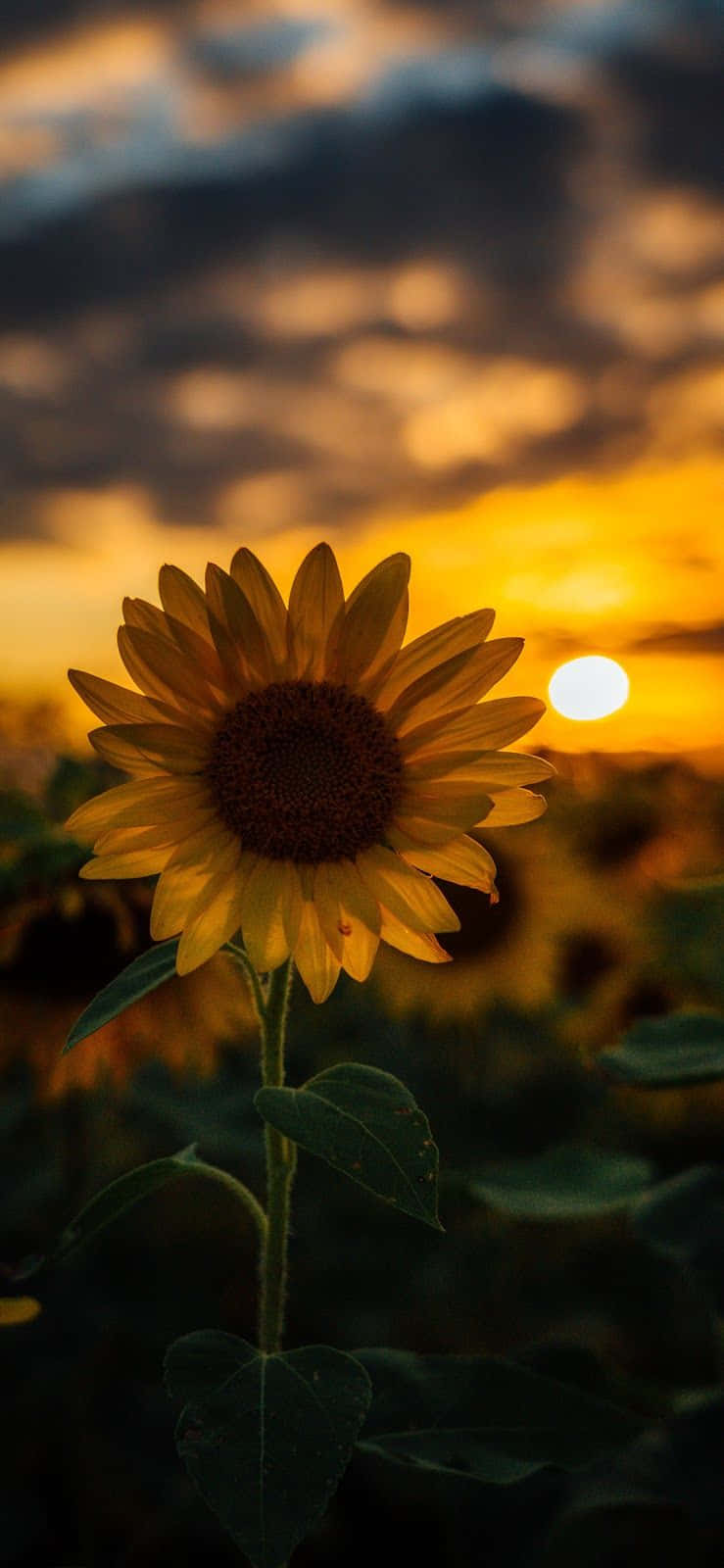 A sunflower in a field during a sunset - Warm