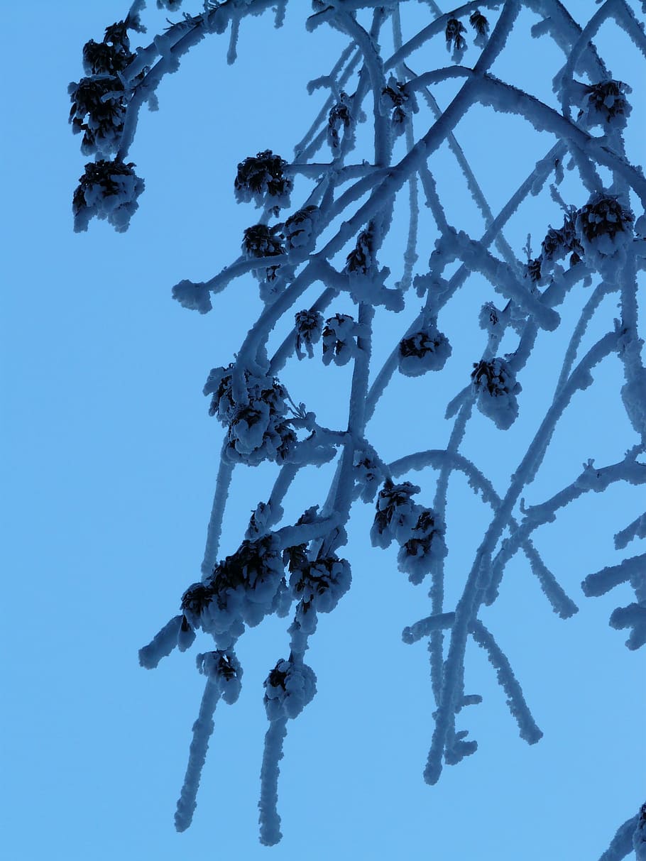 Snow covered tree branches against a blue sky - Winter
