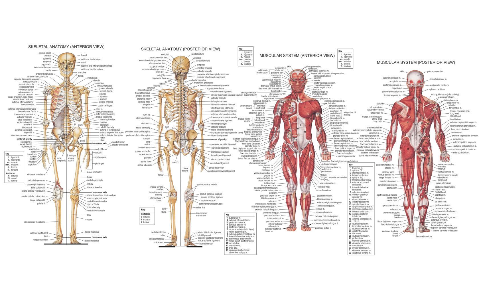 Artistic Anatomy HD Wallpaper and Background
