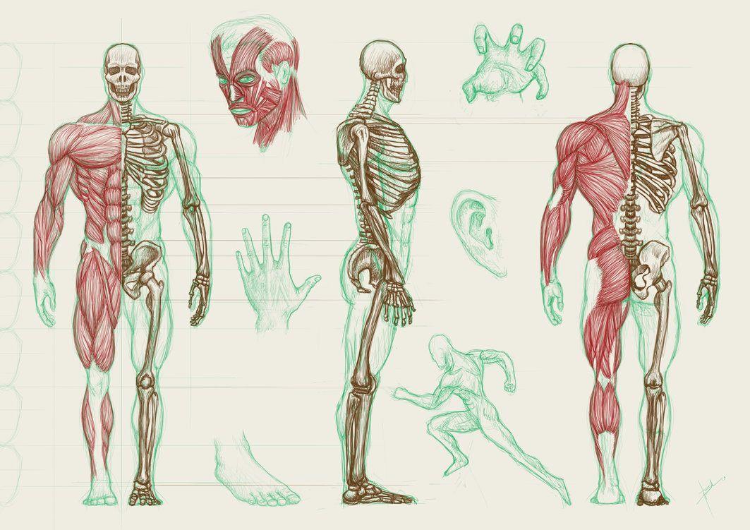 A variety of human anatomy drawings including muscles, bones, and organs. - Anatomy