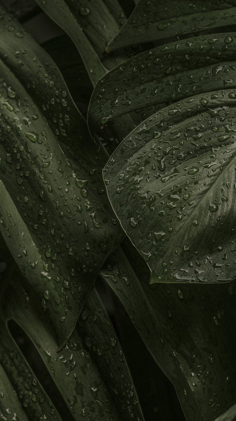 Closeup of a green leaf with water droplets - HD, leaves