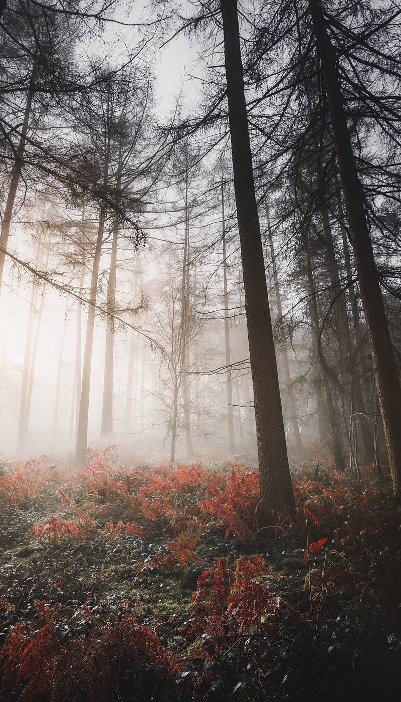 A foggy forest with red plants and tall trees.  - Fog, foggy forest, woods