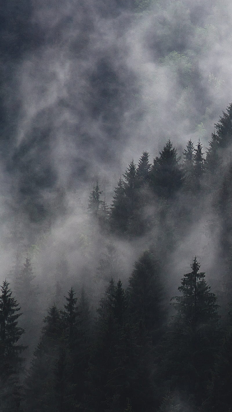 Foggy forest, fog, dark, HD phone wallpaper