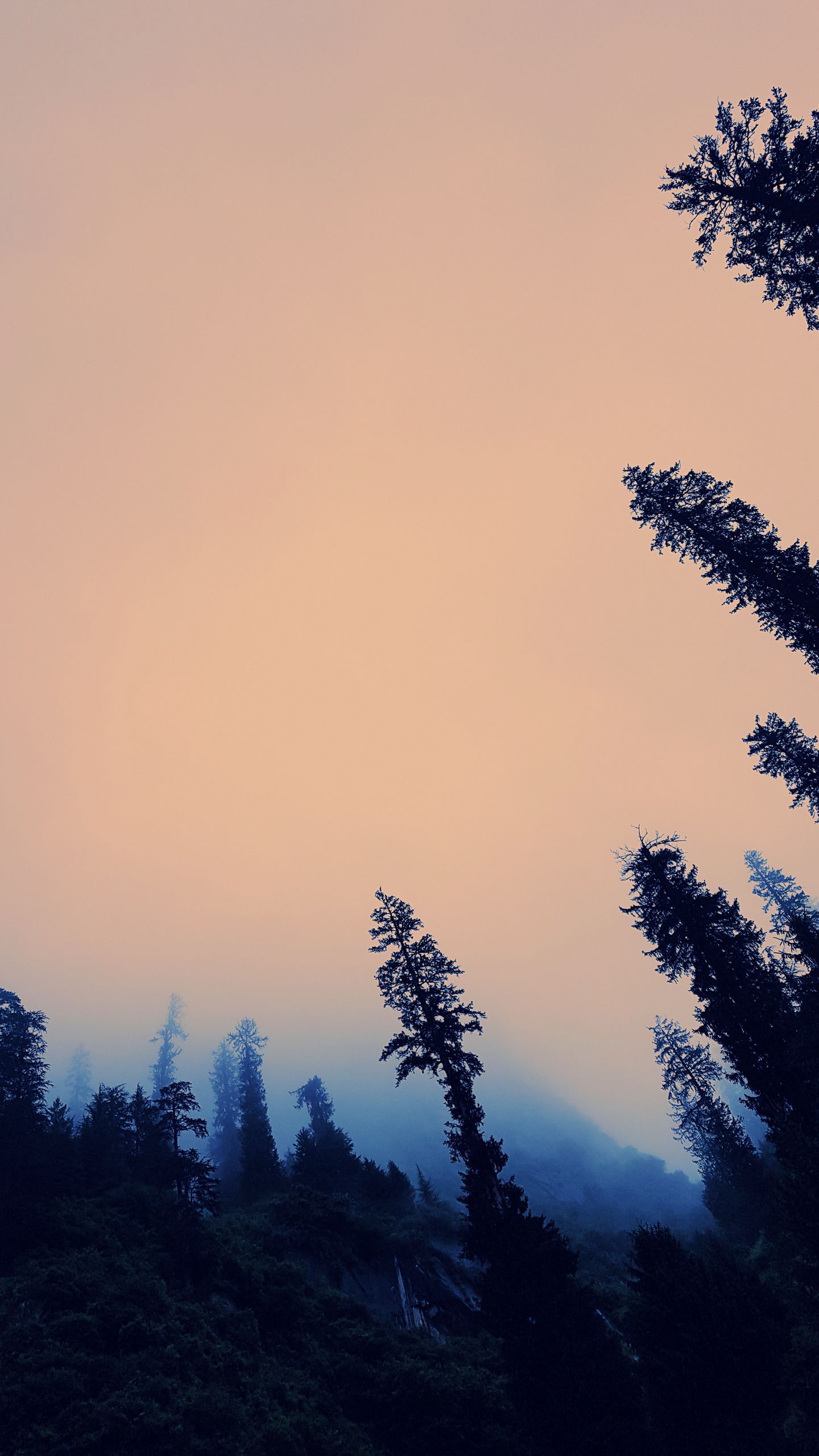 Download wallpaper 1440x2560 trees, fog, bottom view, twilight, sky qhd samsung galaxy s s edge, note, lg g4 HD background