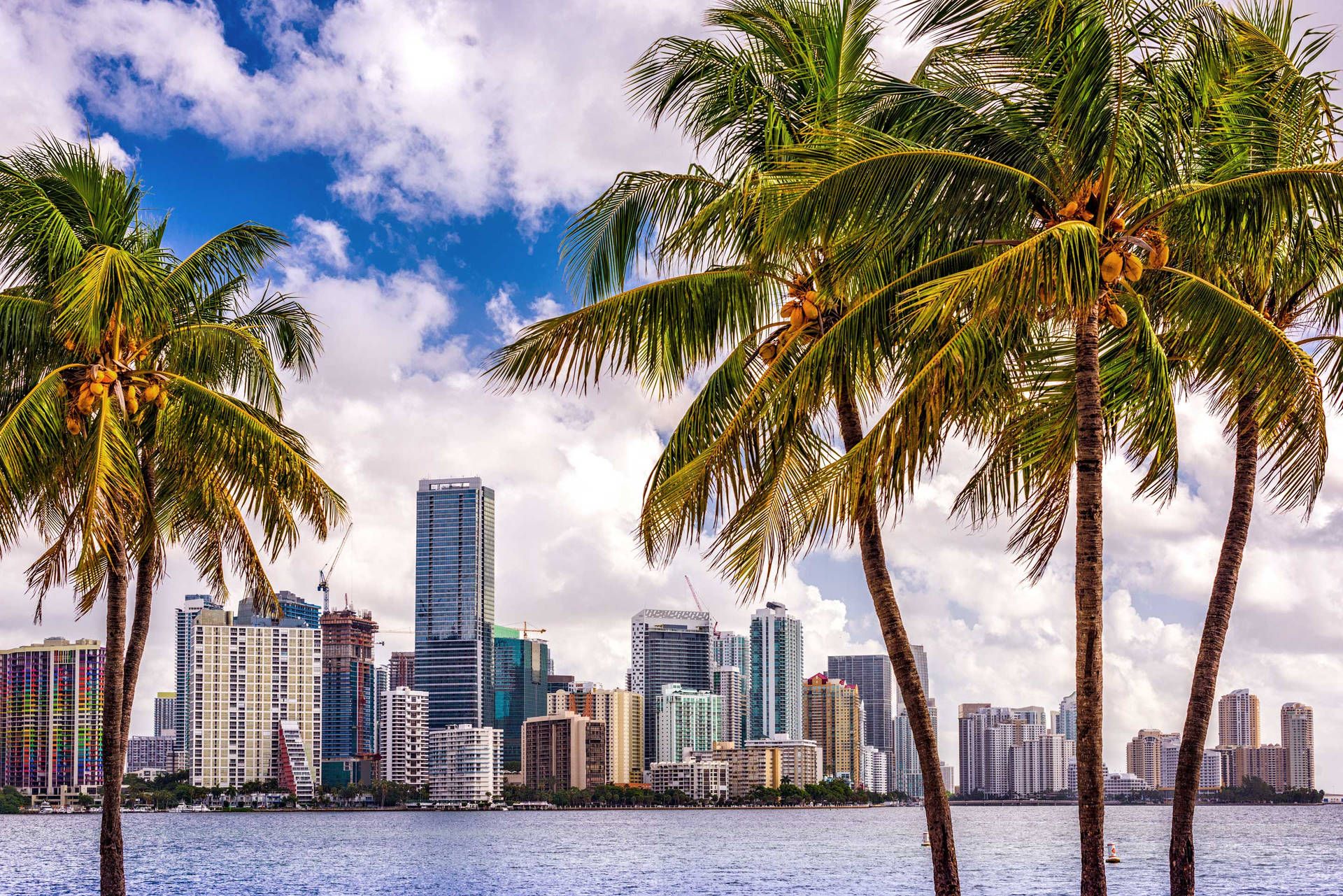 The skyline of Miami with palm trees in the foreground. - Miami