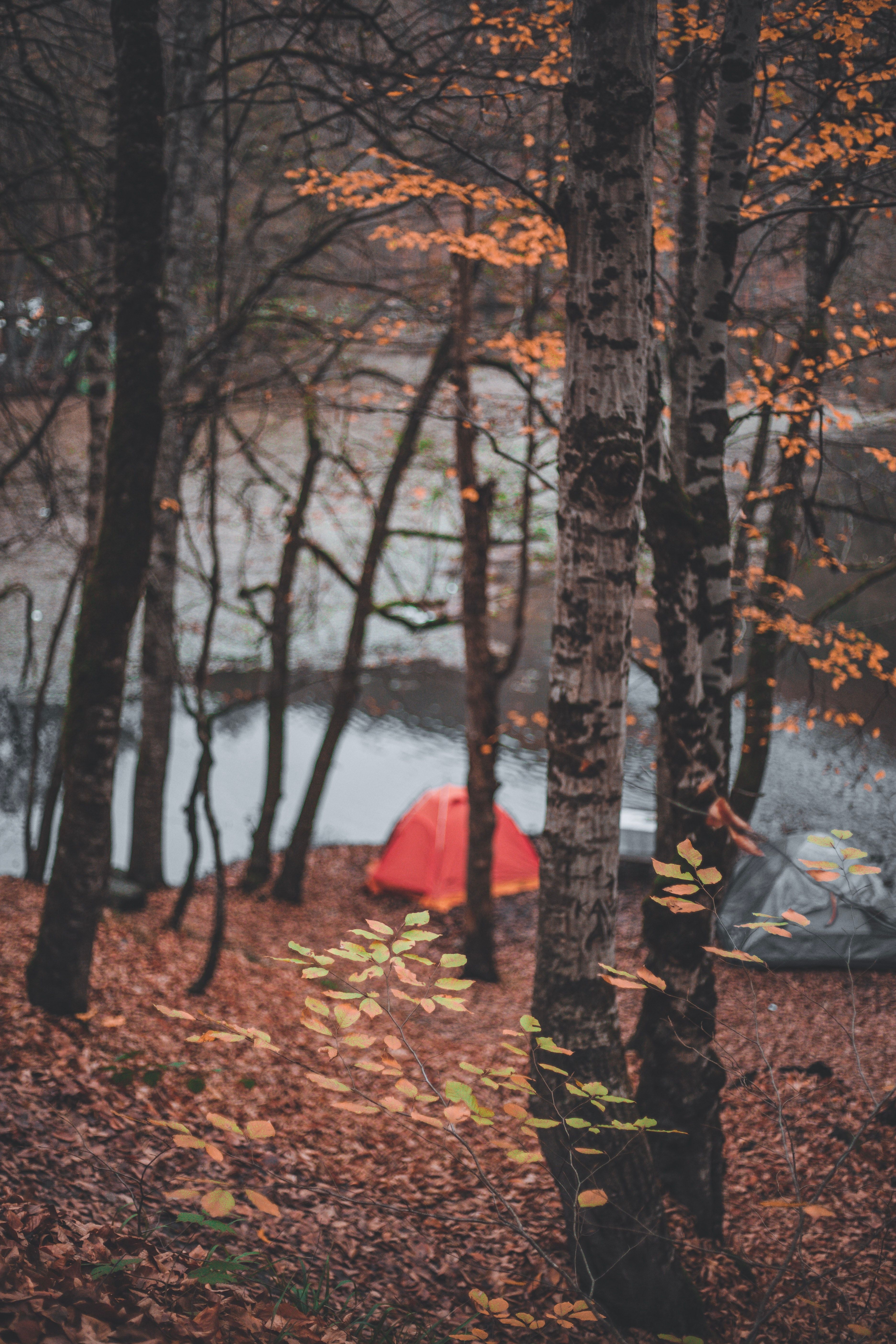 A tent is pitched in a forest, surrounded by trees and covered in fallen leaves. - Camping