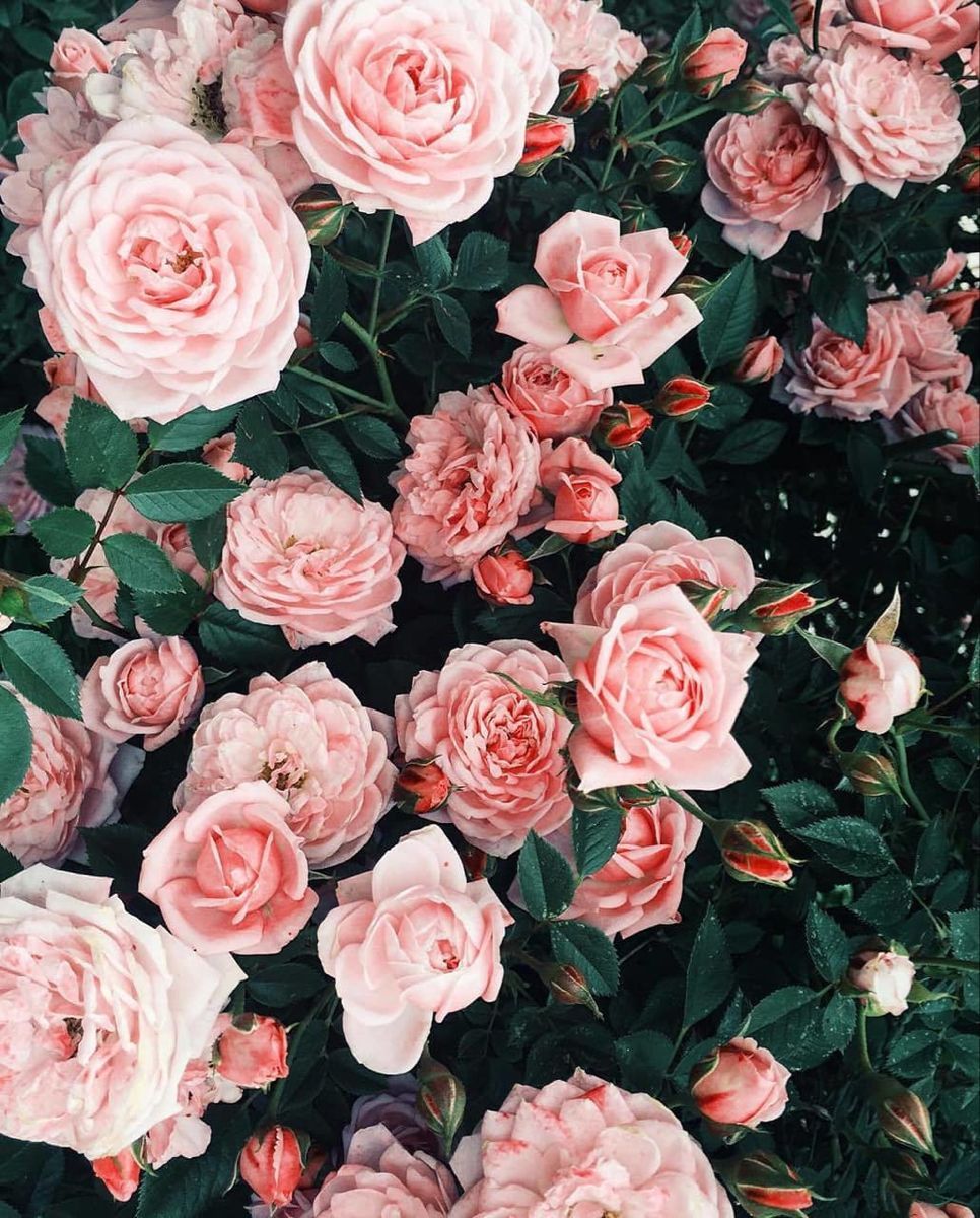 A bush of pink roses with green leaves. - Roses