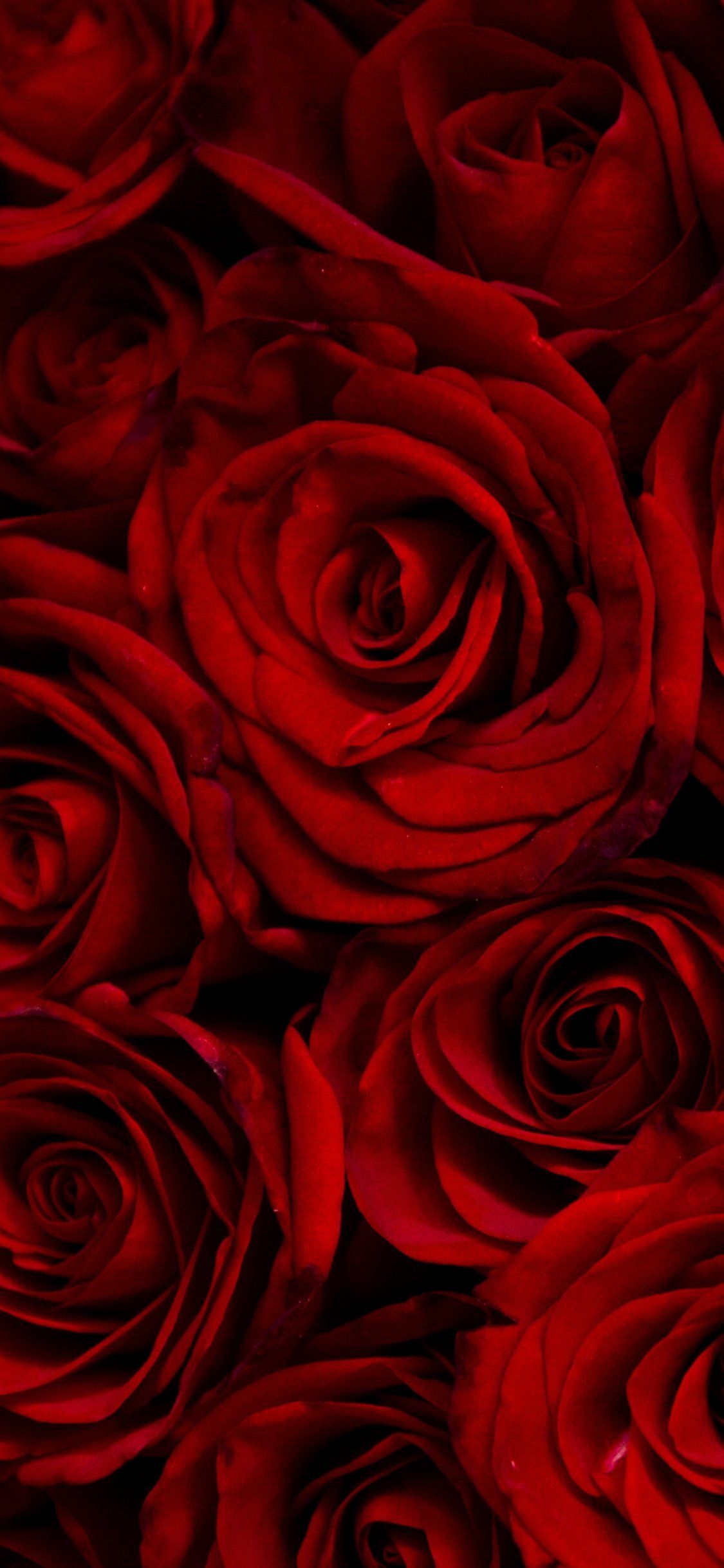A bouquet of red roses. - Roses