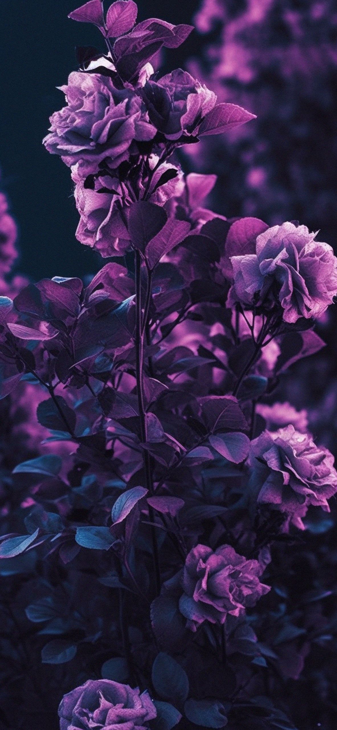 Garden Roses Purple Wallpaper Roses Wallpaper iPhone