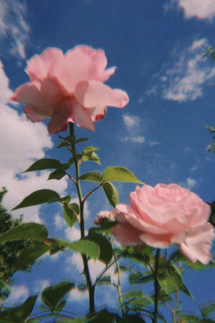 Aesthetic pink roses on a blue sky background - Roses