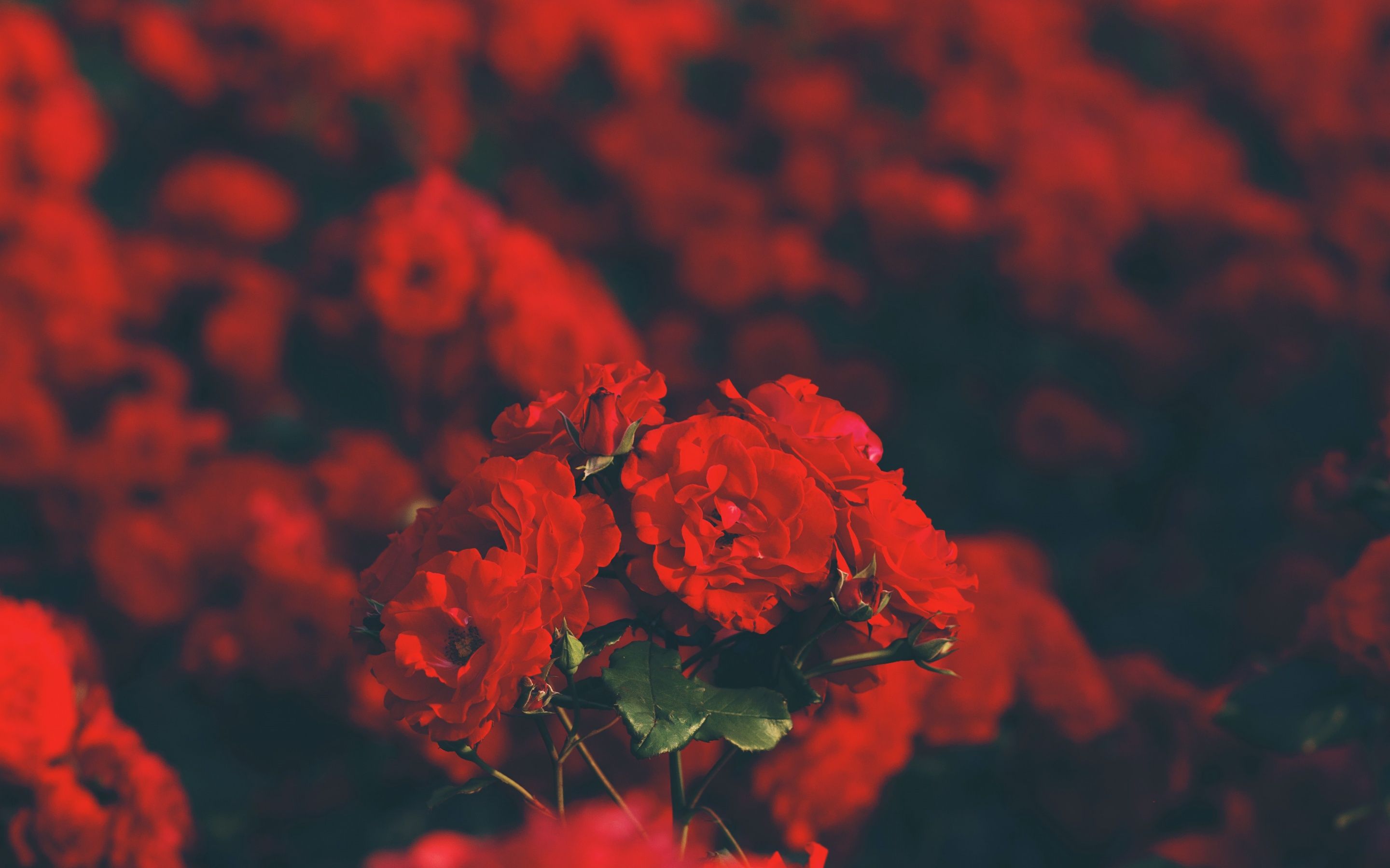 Red flowers Wallpaper 4K, Floral, Blur background