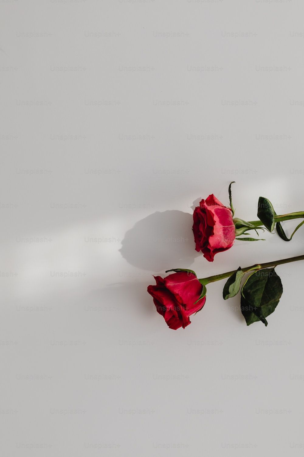 Two red roses sitting on top of a white table photo