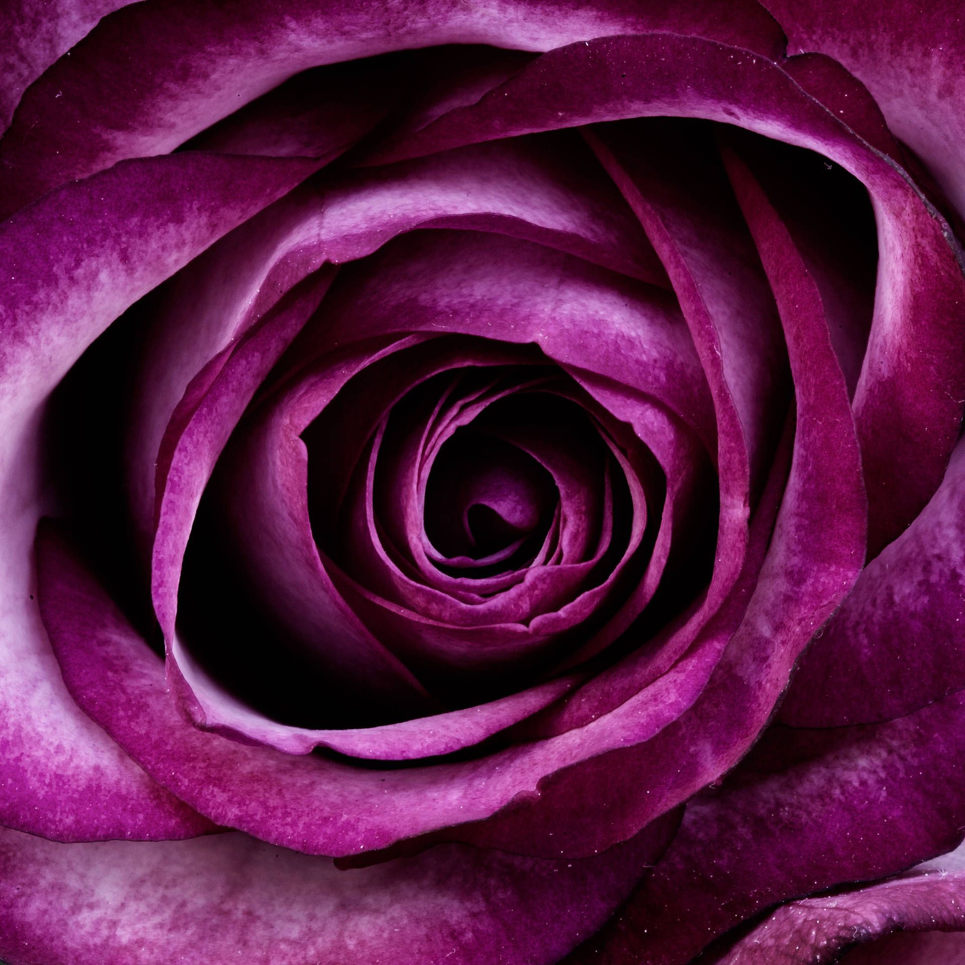 A close up of a purple rose with a white background - Roses