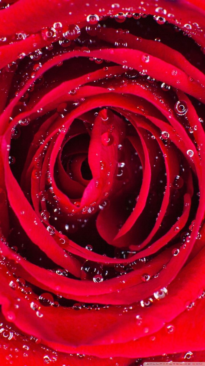 A close up of a red rose with water droplets on it - Roses