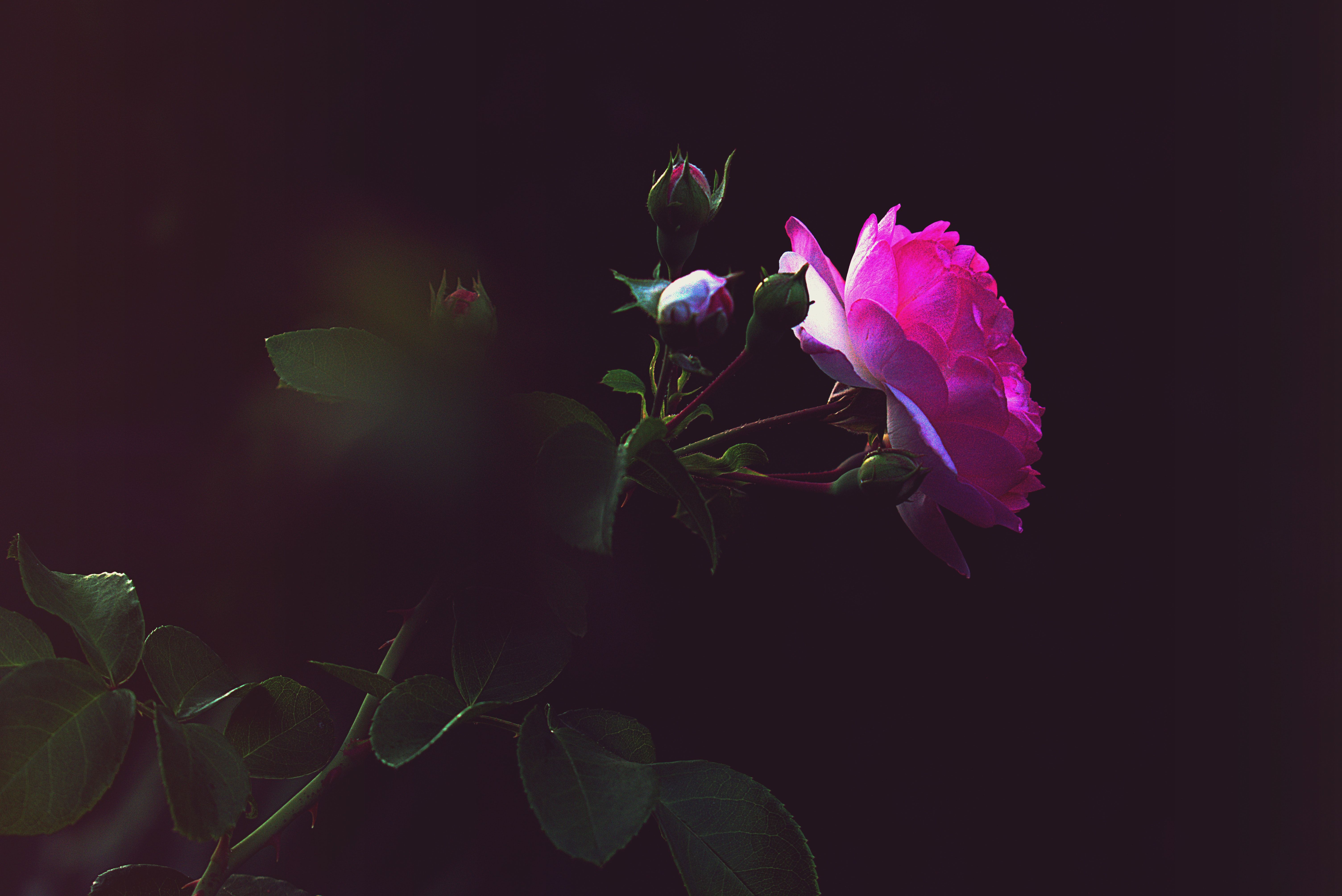 A single pink rose with green leaves on a black background. - Roses