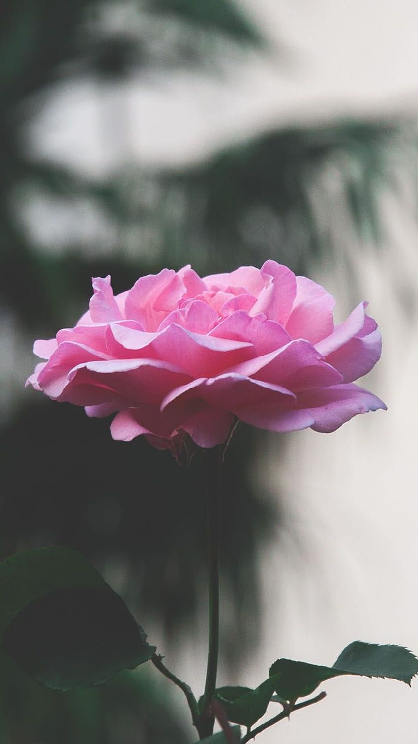 A pink rose in the garden - Roses