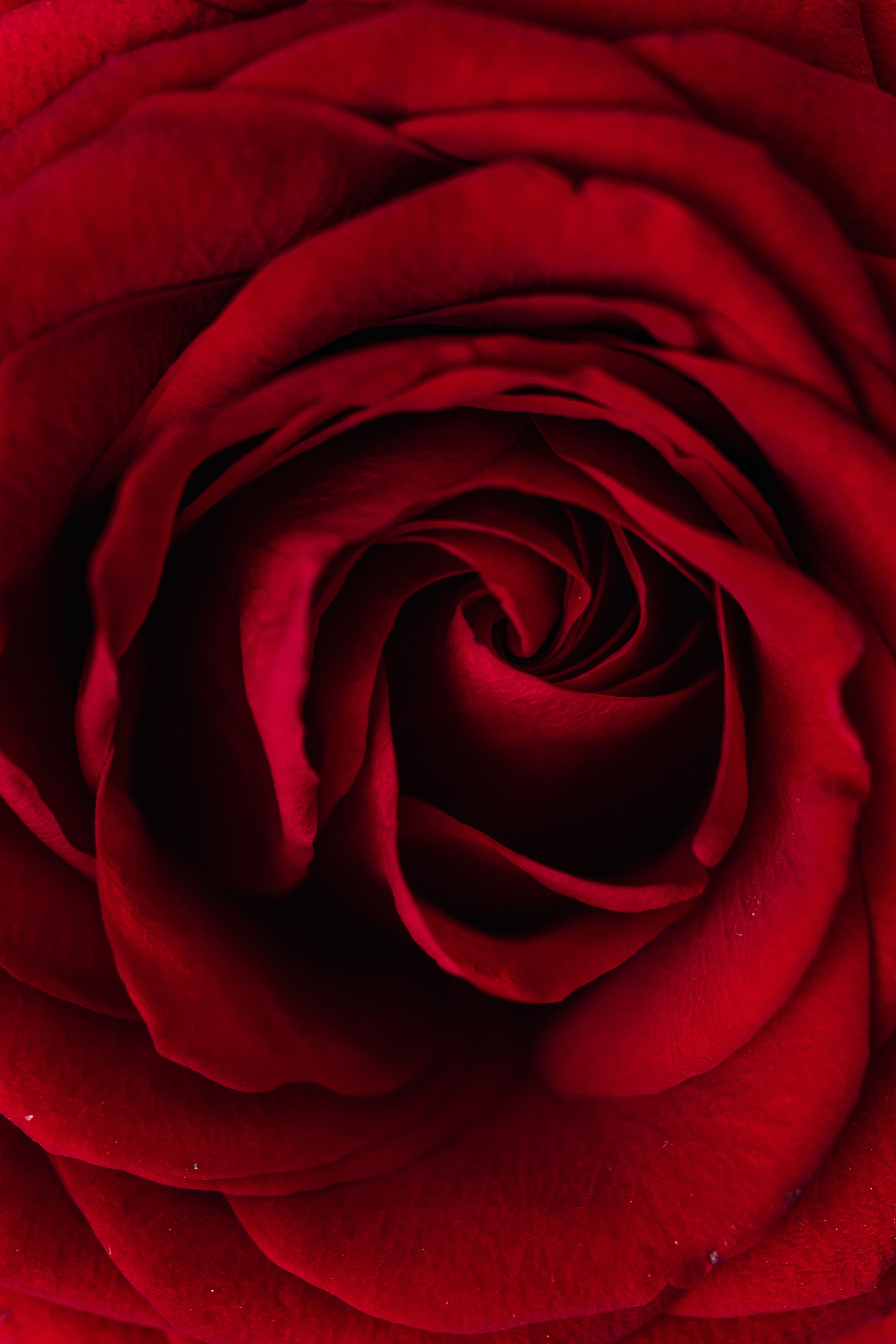 A close up of a red rose with the center in focus. - Roses