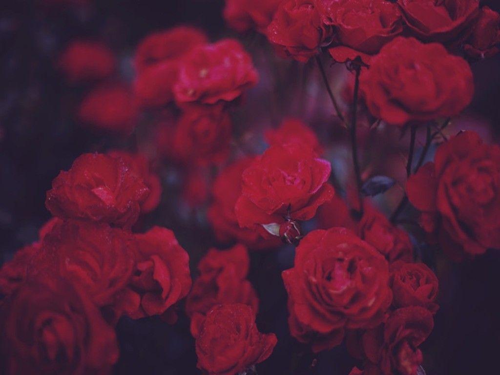 Red roses in the rain. - Roses