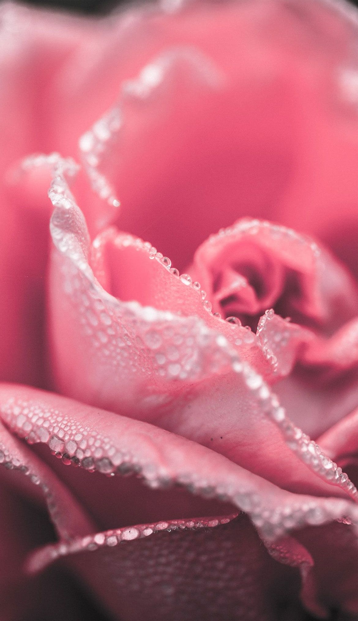 A close up of a pink rose with water droplets on it - Roses