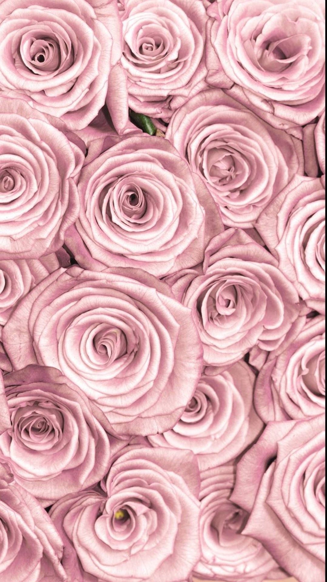 IPhone wallpaper with beautiful pink roses. - Roses
