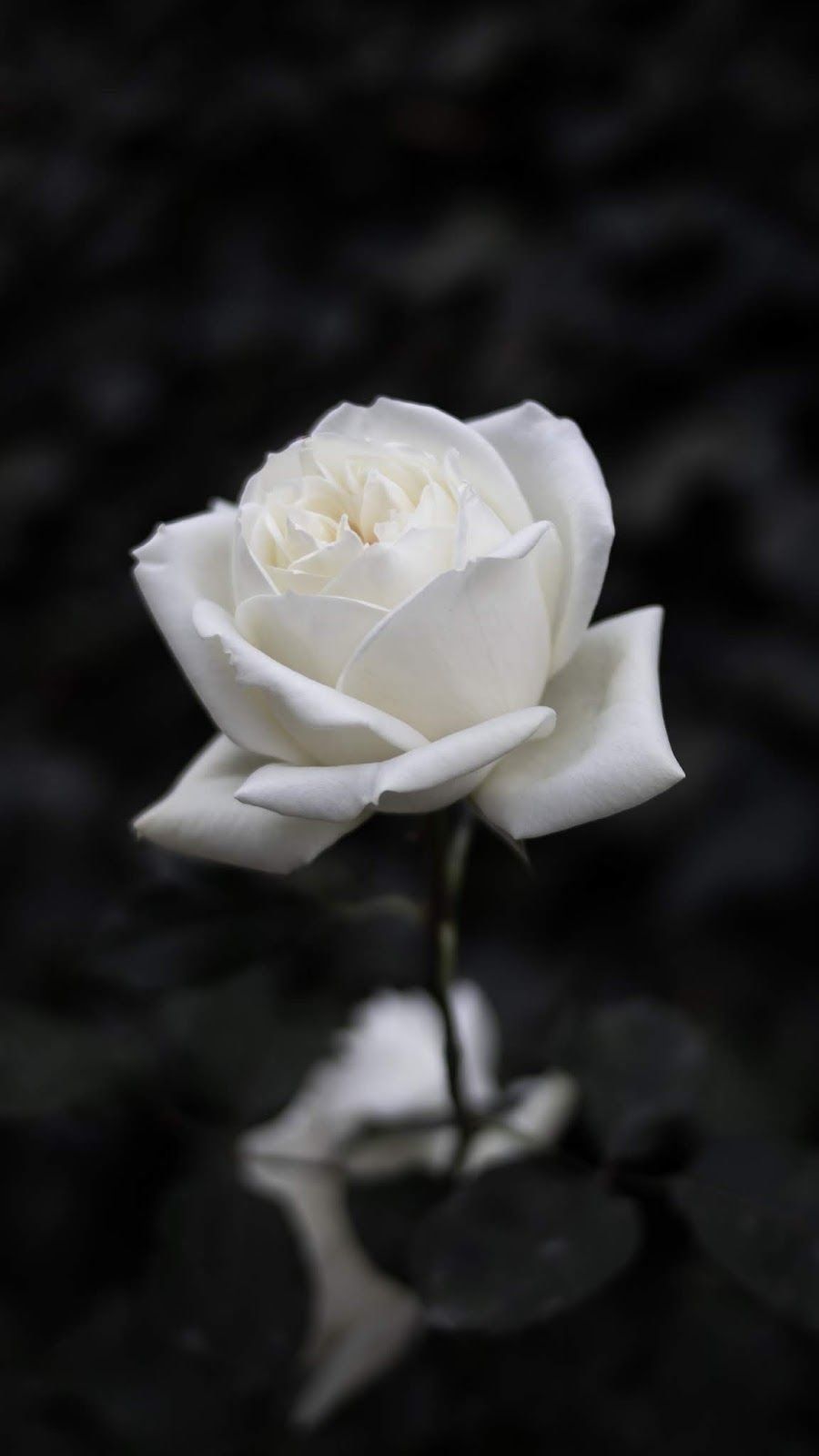 A white rose on a black background - Roses