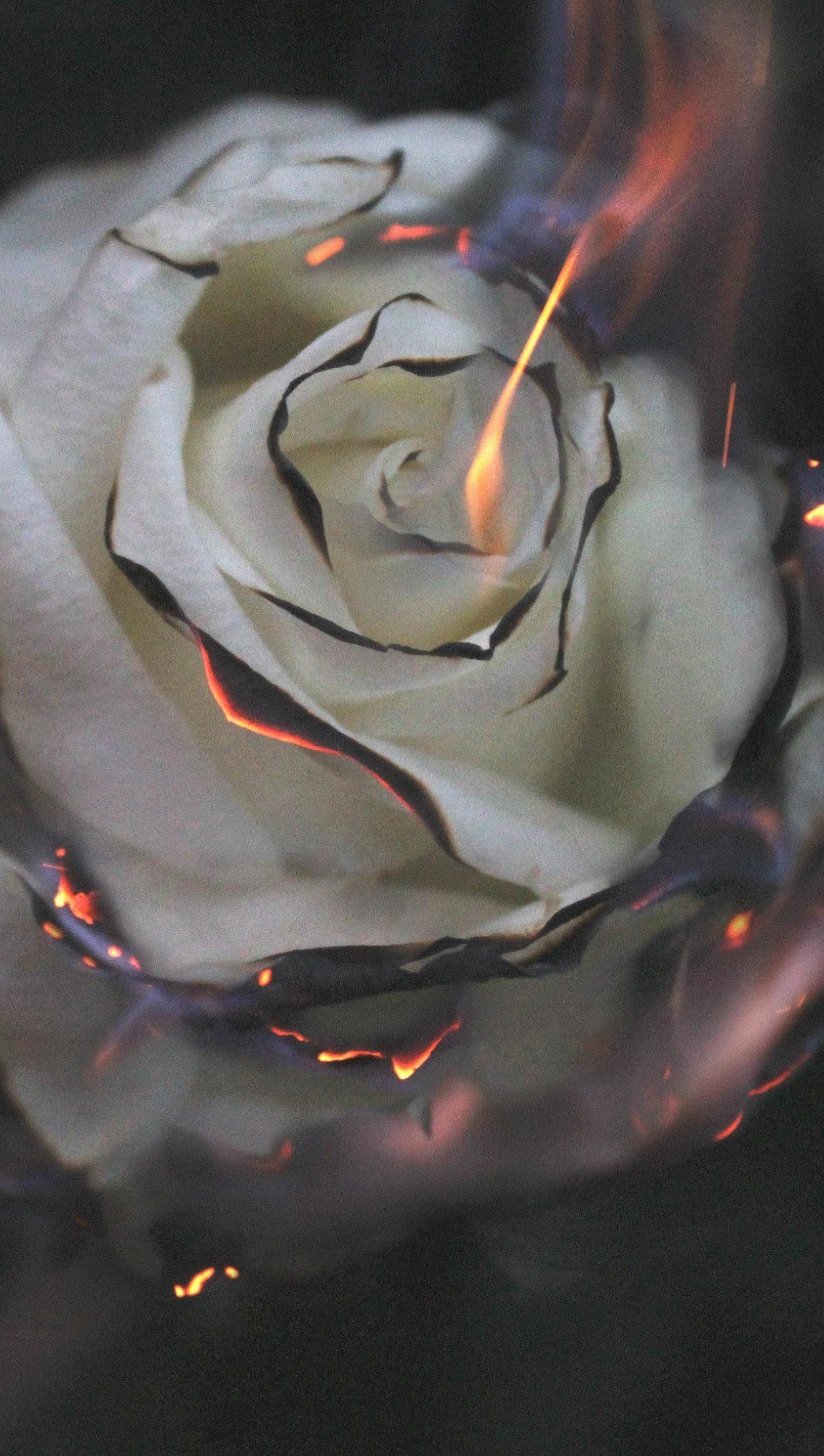 A white rose on fire - Roses